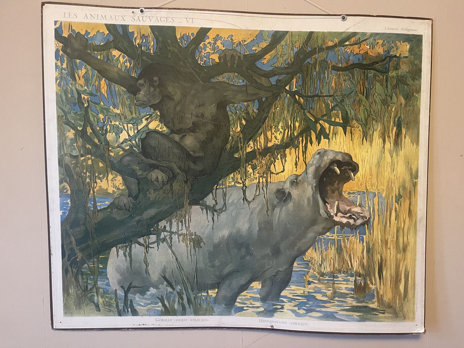 Double Side Les Animaux Sauvages Lithograph Teaching Poster By Edouard Louis Henry Baudot (French, 1871 1953)53)