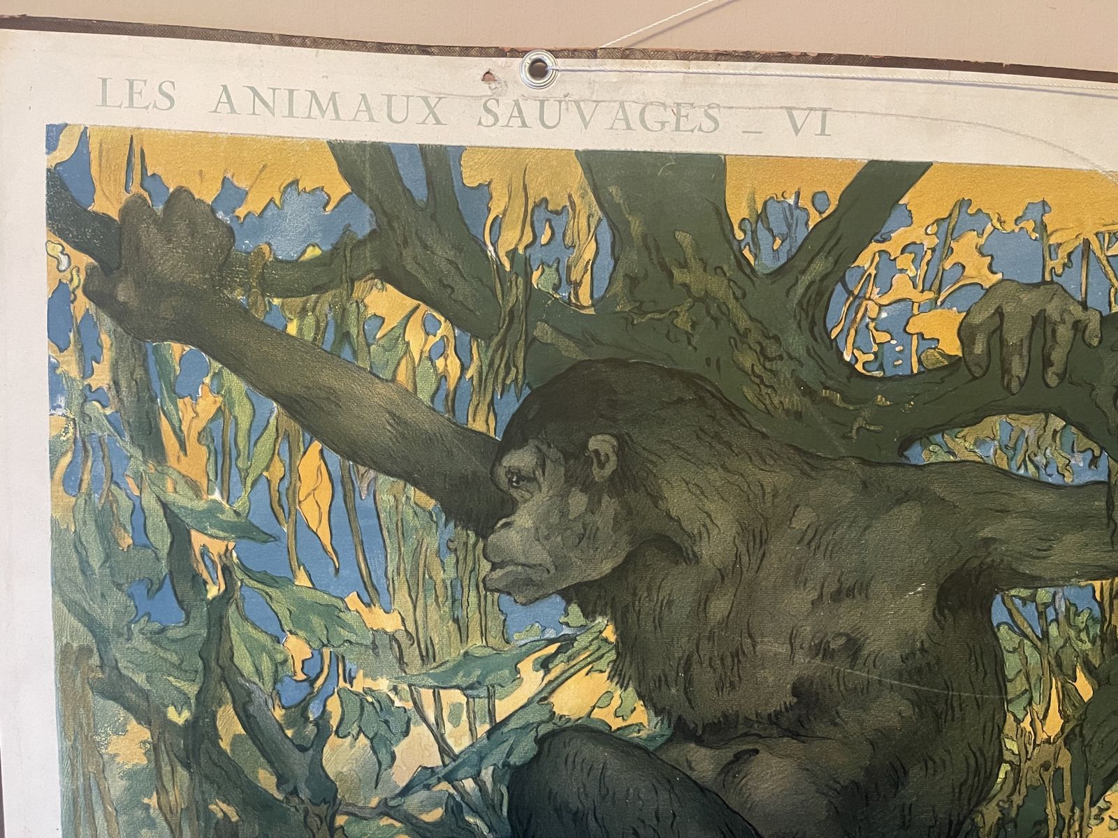 Double Side Les Animaux Sauvages Lithograph Teaching Poster By Edouard Louis Henry Baudot (French, 1871 1953)53) photo furniture