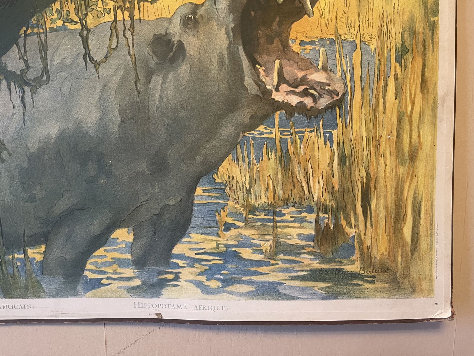 Double Side Les Animaux Sauvages Lithograph Teaching Poster By Edouard Louis Henry Baudot (French, 1871 1953)53) photo buy