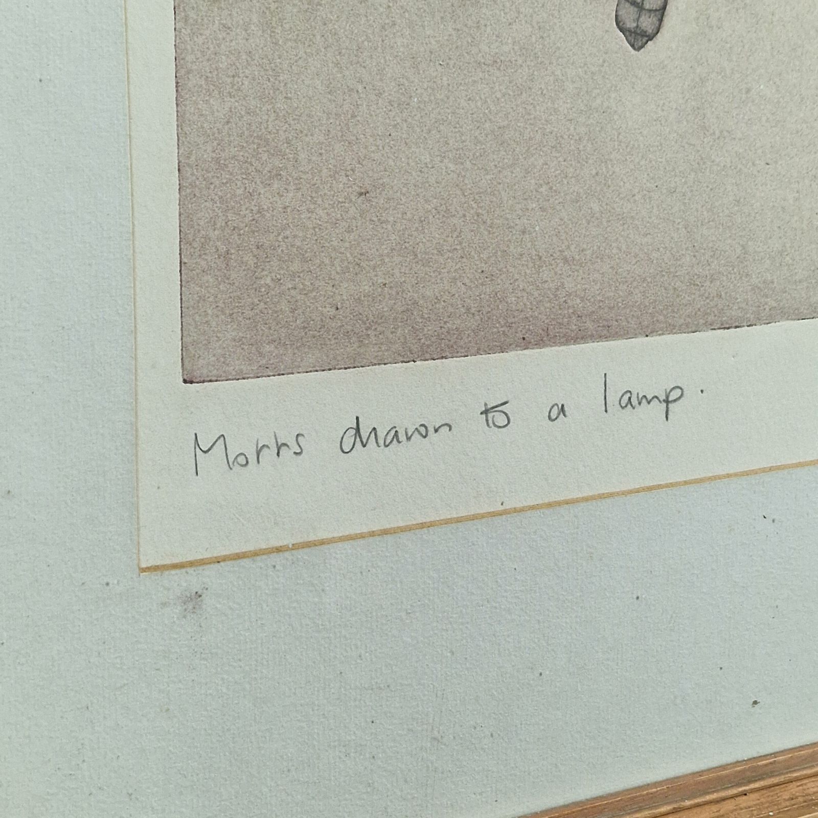 Limited Edition Woodblock Print 'Moths Drawn To A Lamp'   Liz Sheppard photo furniture