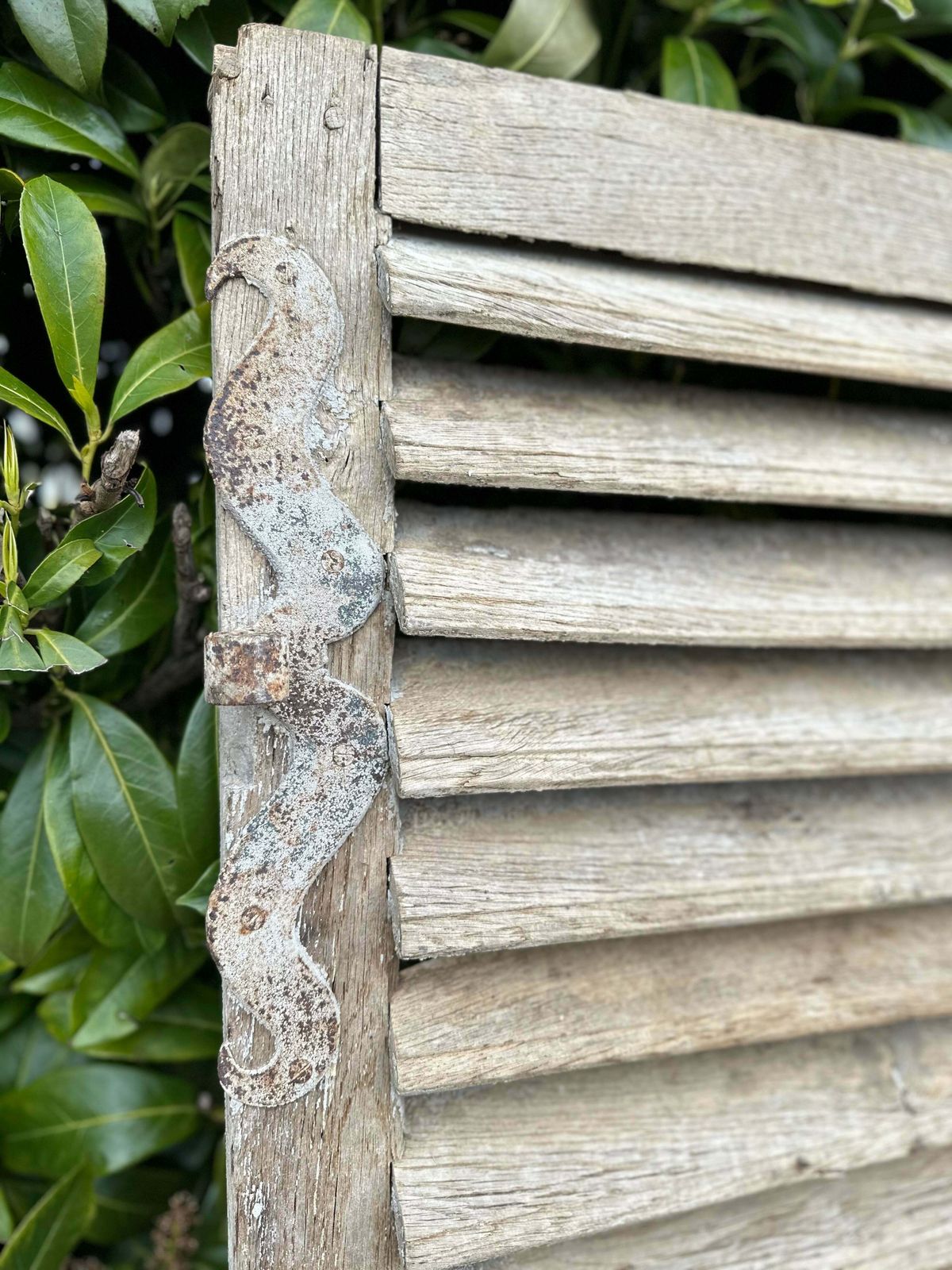 Fabulous Patina Antique French Louvred Window Shutter (1) Original Handle & Very Fine Hinges photo 295.0