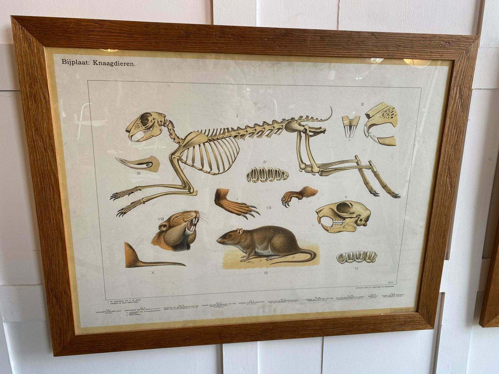 Vintage Stunning Large Prints (2 Available) From J W Boerman And K M Knip Professionally Framed