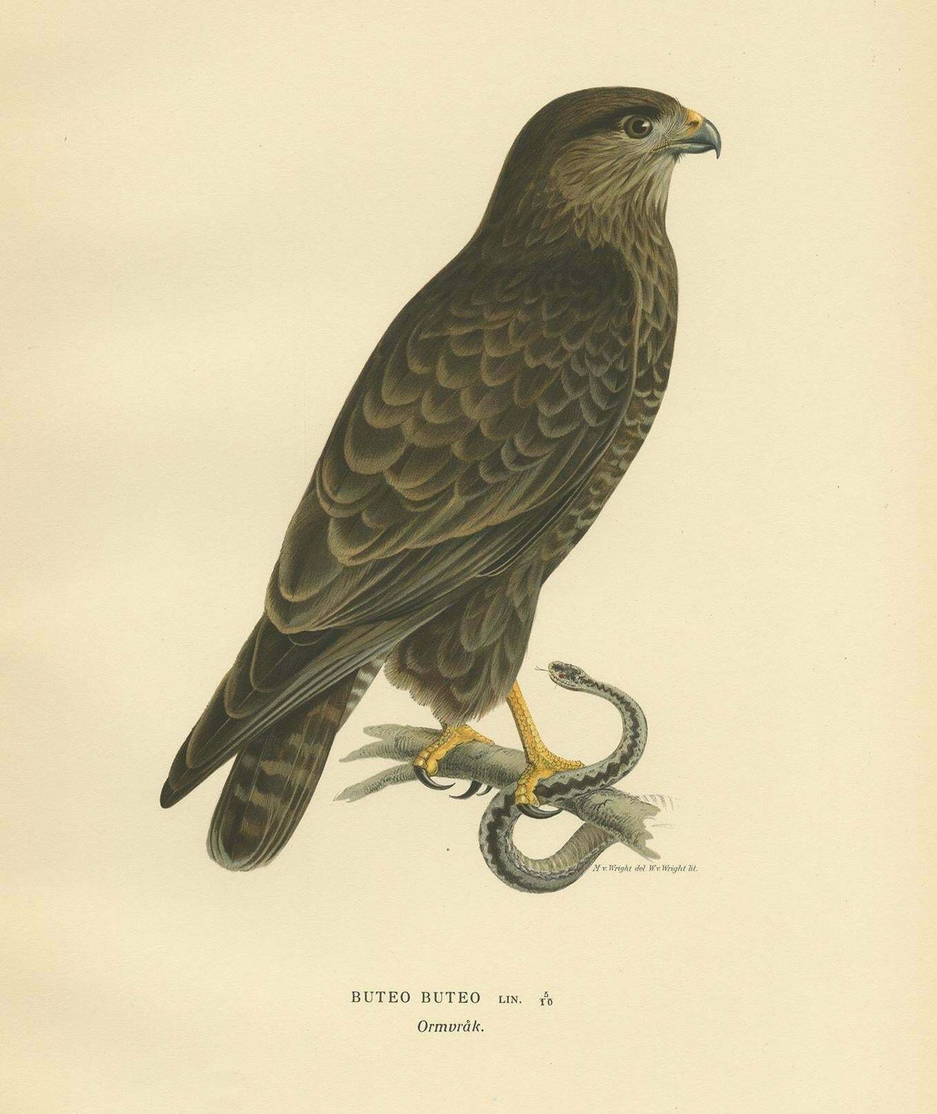 Antique Bird Print Of The Common Buzzard By Von Wright, '1929' photo Art