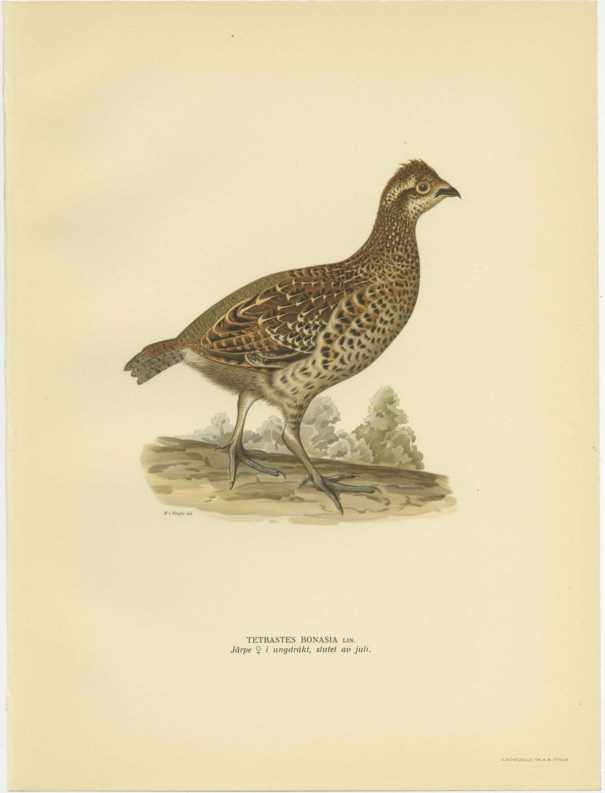 Antique Bird Print Of The Hazel Grouse 'Female' By Von Wright '1929' photo for sale