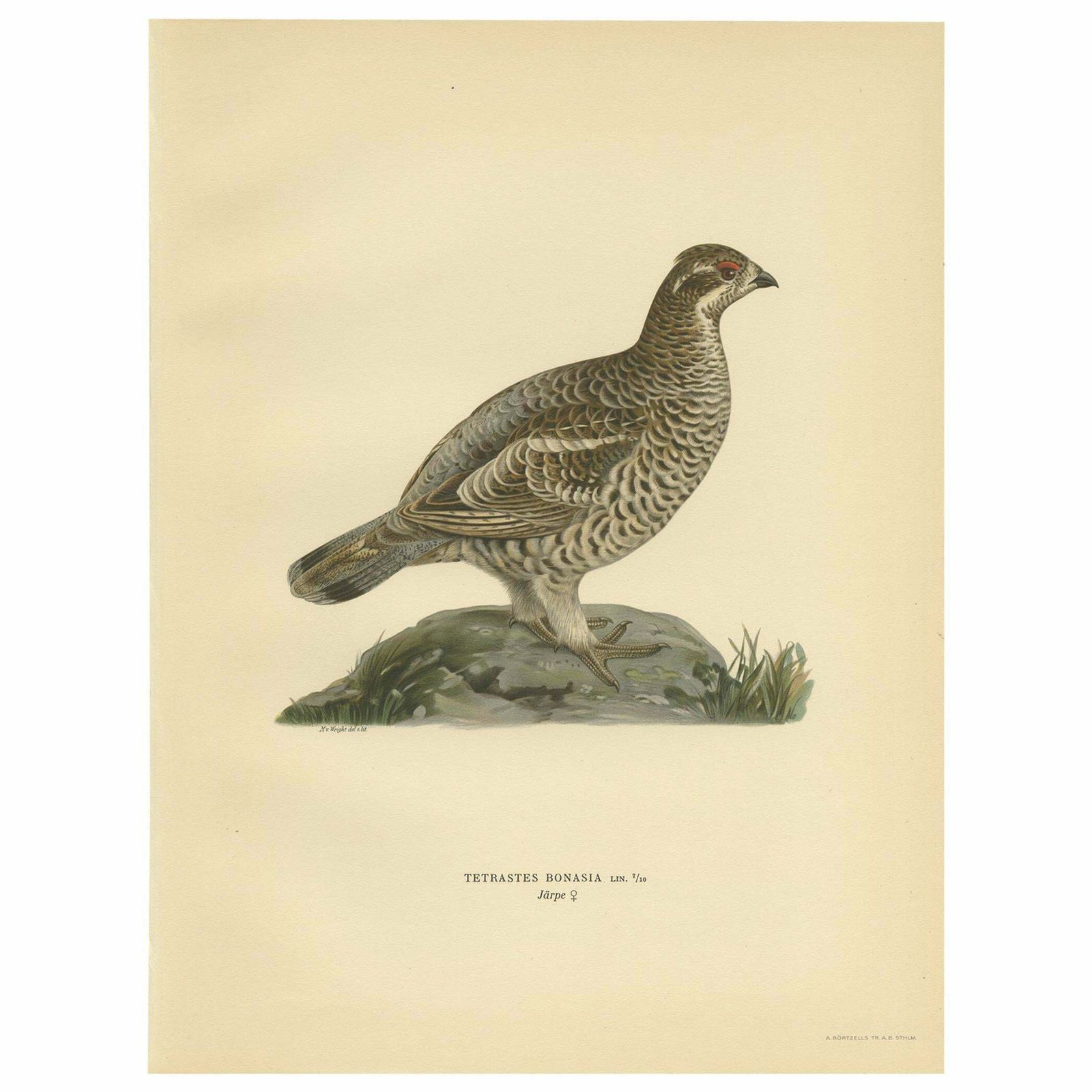 Antique Bird Print Of The Hazel Grouse 'Female' By Von Wright '1929'