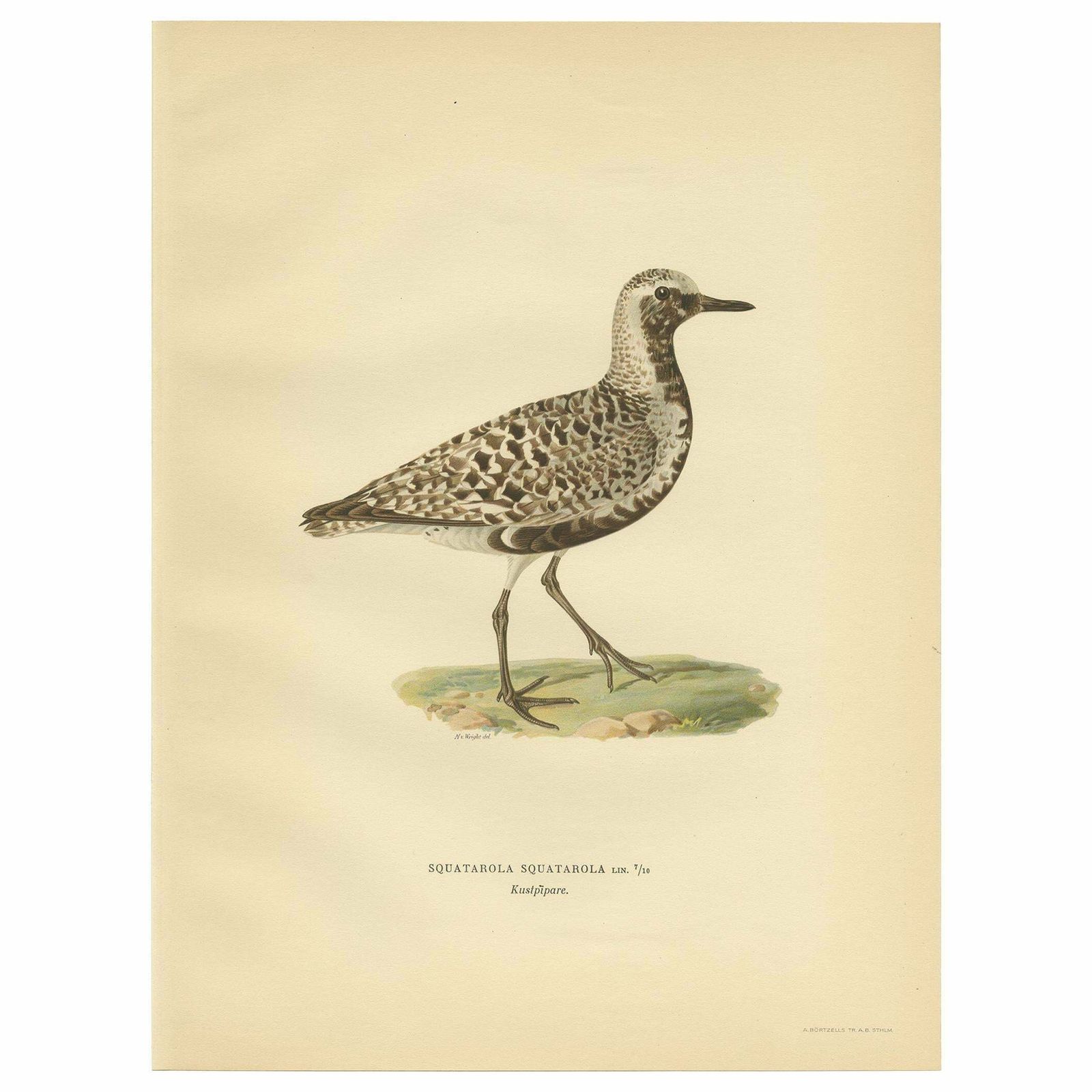 Antique Bird Print Of The Grey Plover By Von Wright, 1929