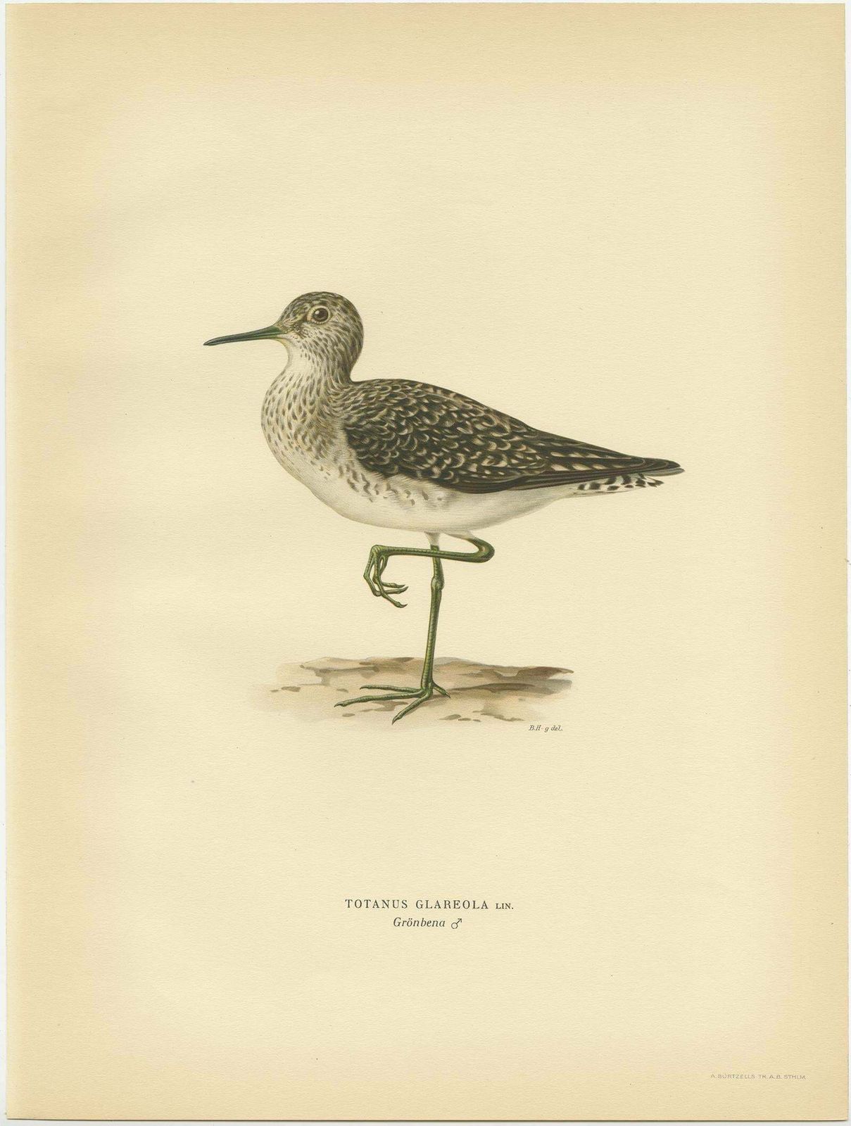 Antique Bird Print Of The Wood Sandpiper 'Male' By Von Wright, 1929 photo furniture