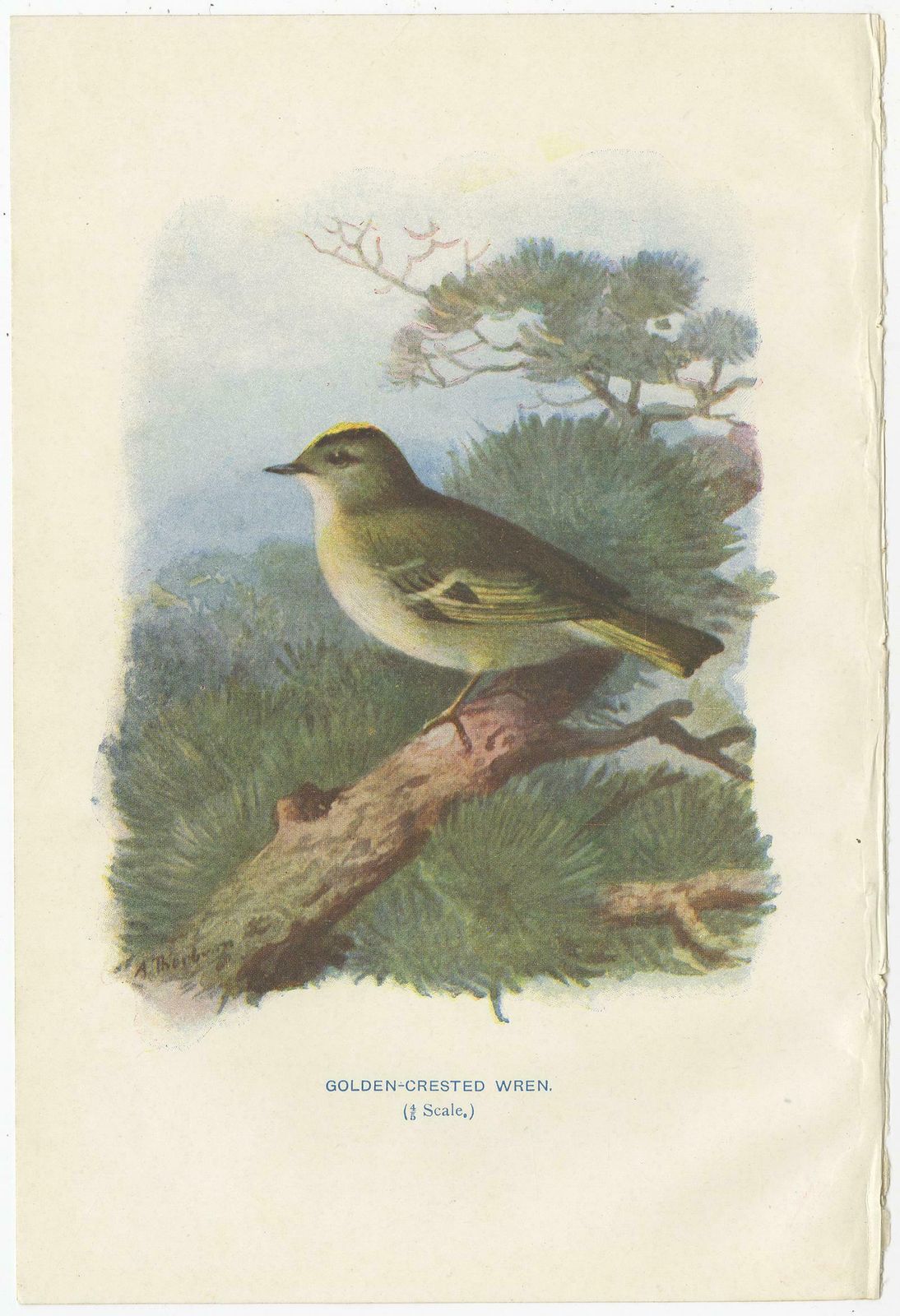 Set Of 4 Antique Bird Prints Wren, Whitethroat, Robin, 1901 photo 163.0