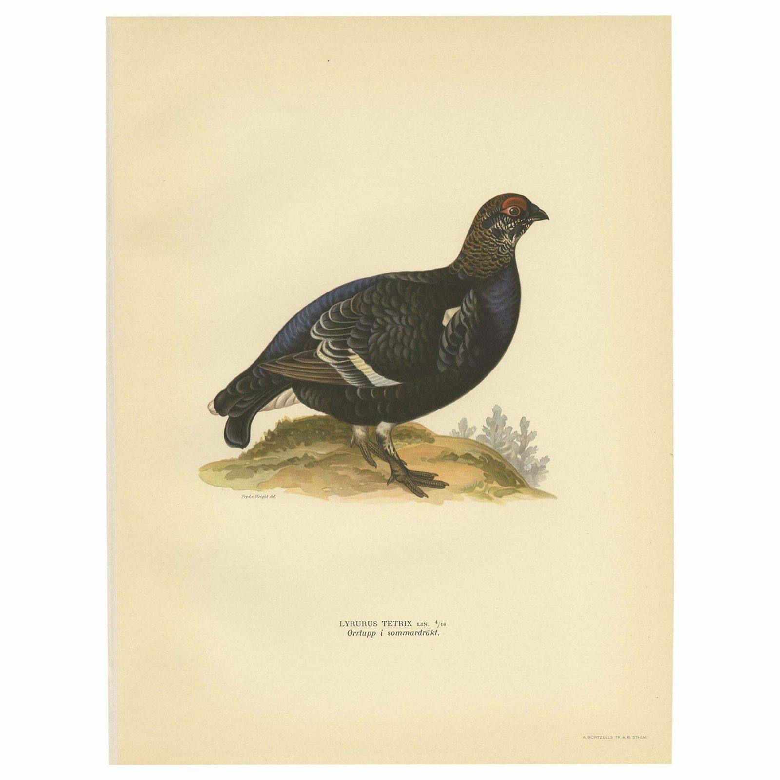 Antique Bird Print Of The Black Grouse 'Male' By Von Wright, 1929