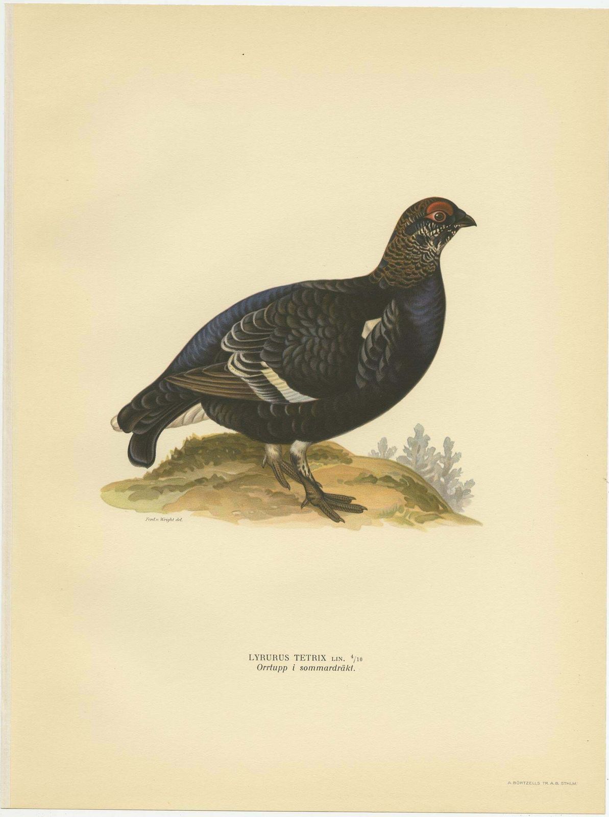 Antique Bird Print Of The Black Grouse 'Male' By Von Wright, 1929 photo Art