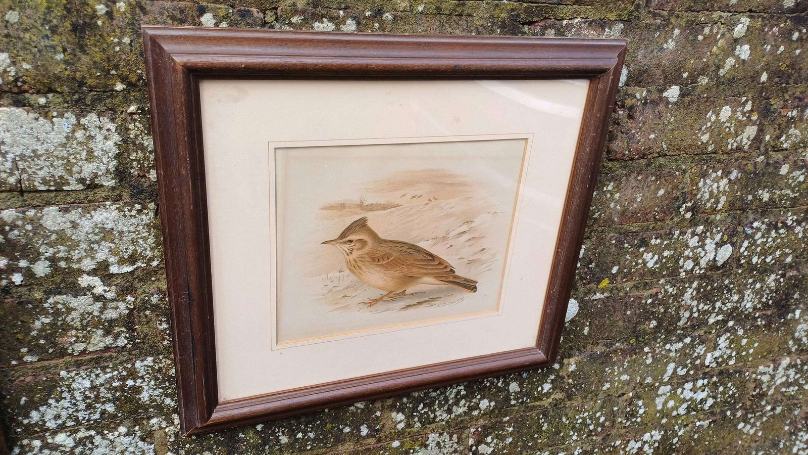 Two Victorian Chromo Lithograph Prints Of Birds, Robin Redbreast And Crested Lark C1870 By H Gronveld, Grunveld, Framed In 1982 photo Art
