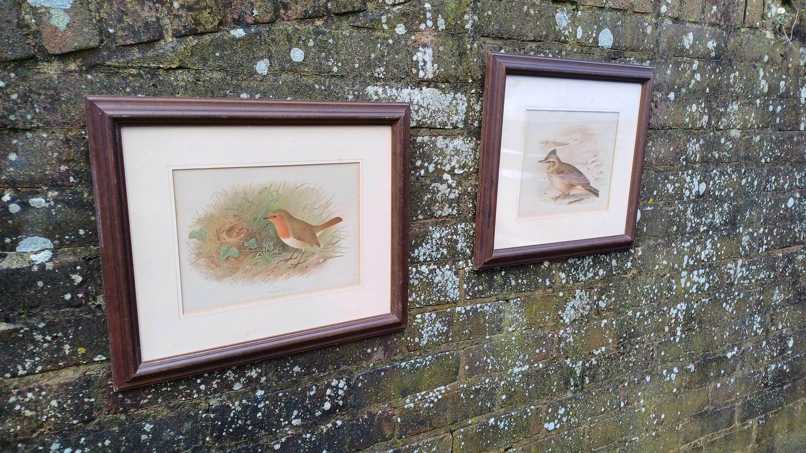 Two Victorian Chromo Lithograph Prints Of Birds, Robin Redbreast And Crested Lark C1870 By H Gronveld, Grunveld, Framed In 1982 photo vintage