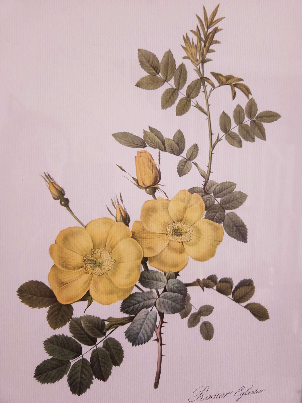 1950's Framed Print By Belgian Botanical Artist Pierre Joseph Redouté photo furniture