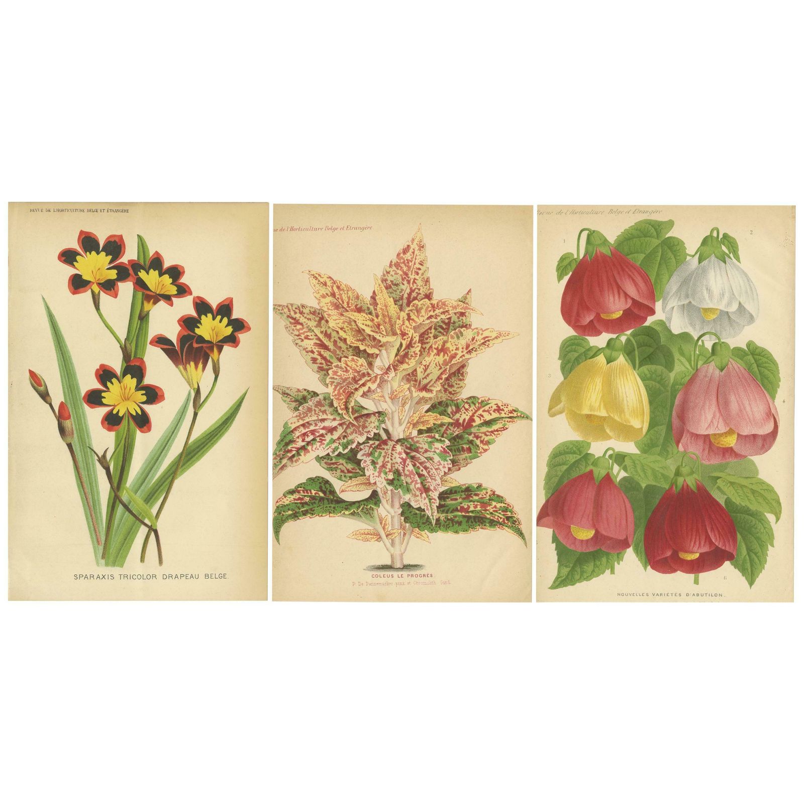 Set Of 3 Antique Botany Prints, Harlequin Flower, Coleus, Abutilon 'Circa 1890'