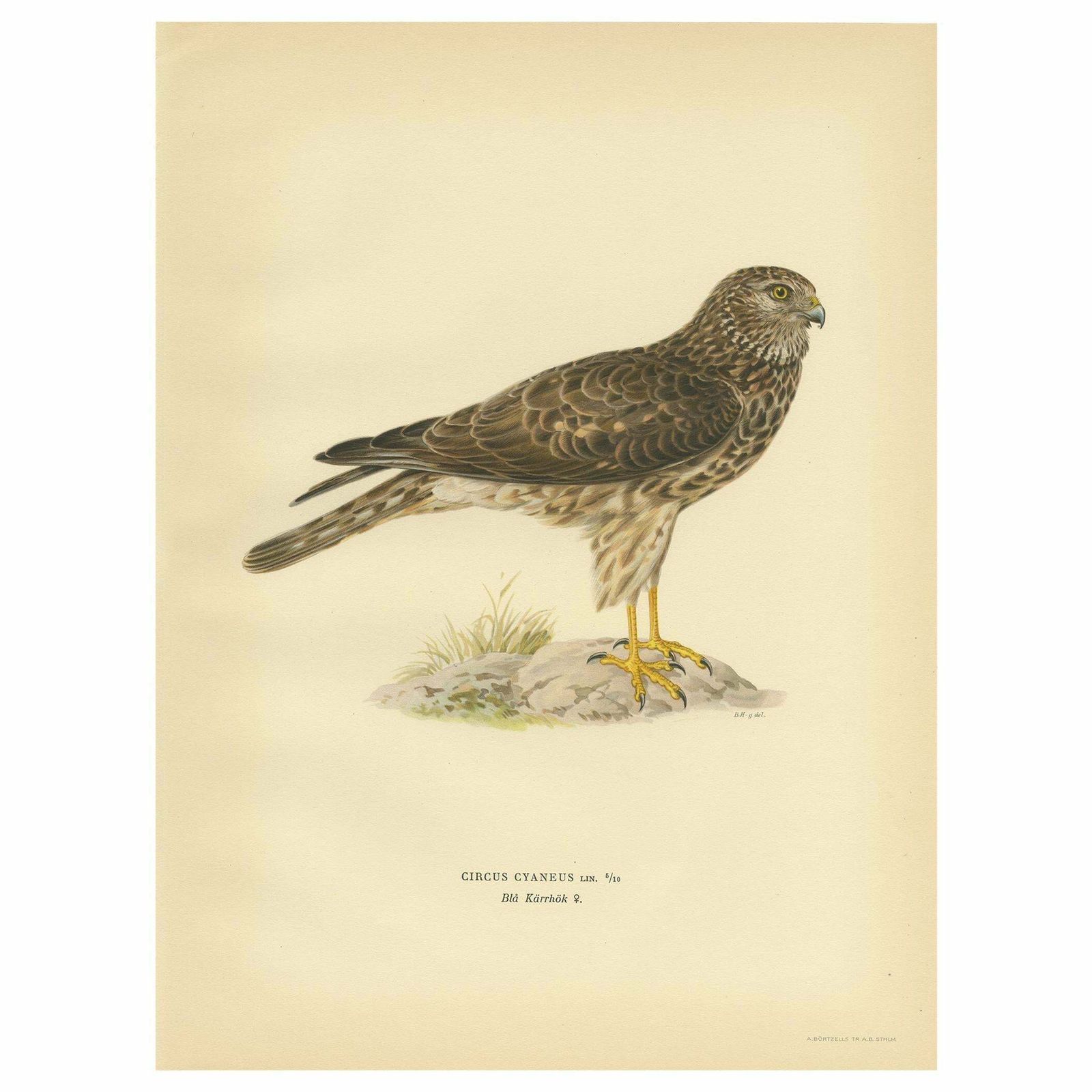 Antique Bird Print Of A Female Hen Harrier By Von Wright '1929'