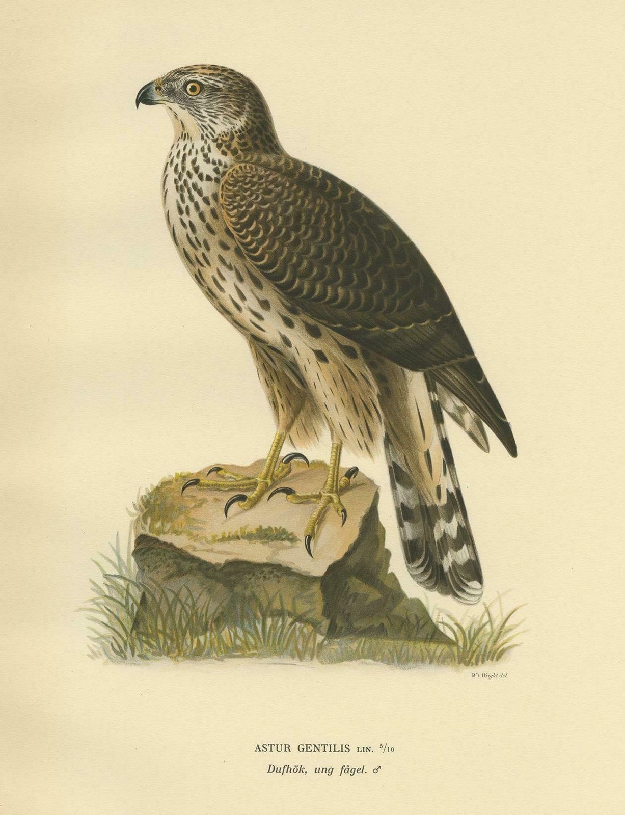 Antique Bird Print Of The Goshawk By Von Wright, 1929 photo Art