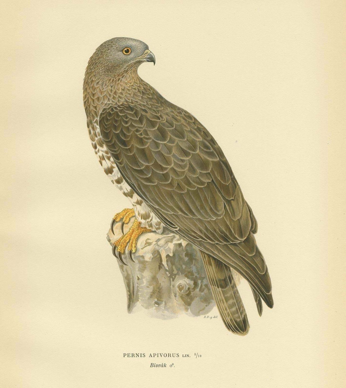 Antique Bird Print Of The Honey Buzzard By Von Wright, 1929 photo for sale