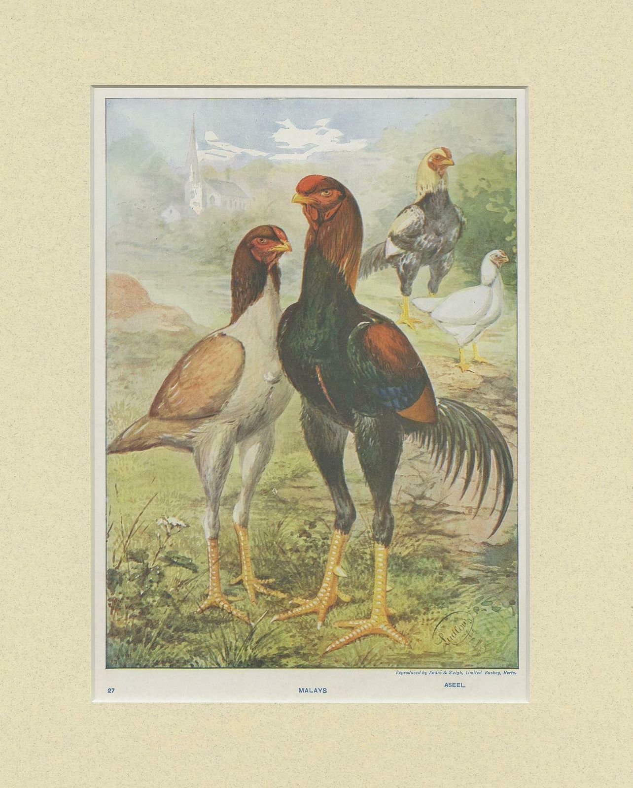 Antique Bird Print Of Malay Chicken By André & Sleigh 'Circa 1900' photo for sale