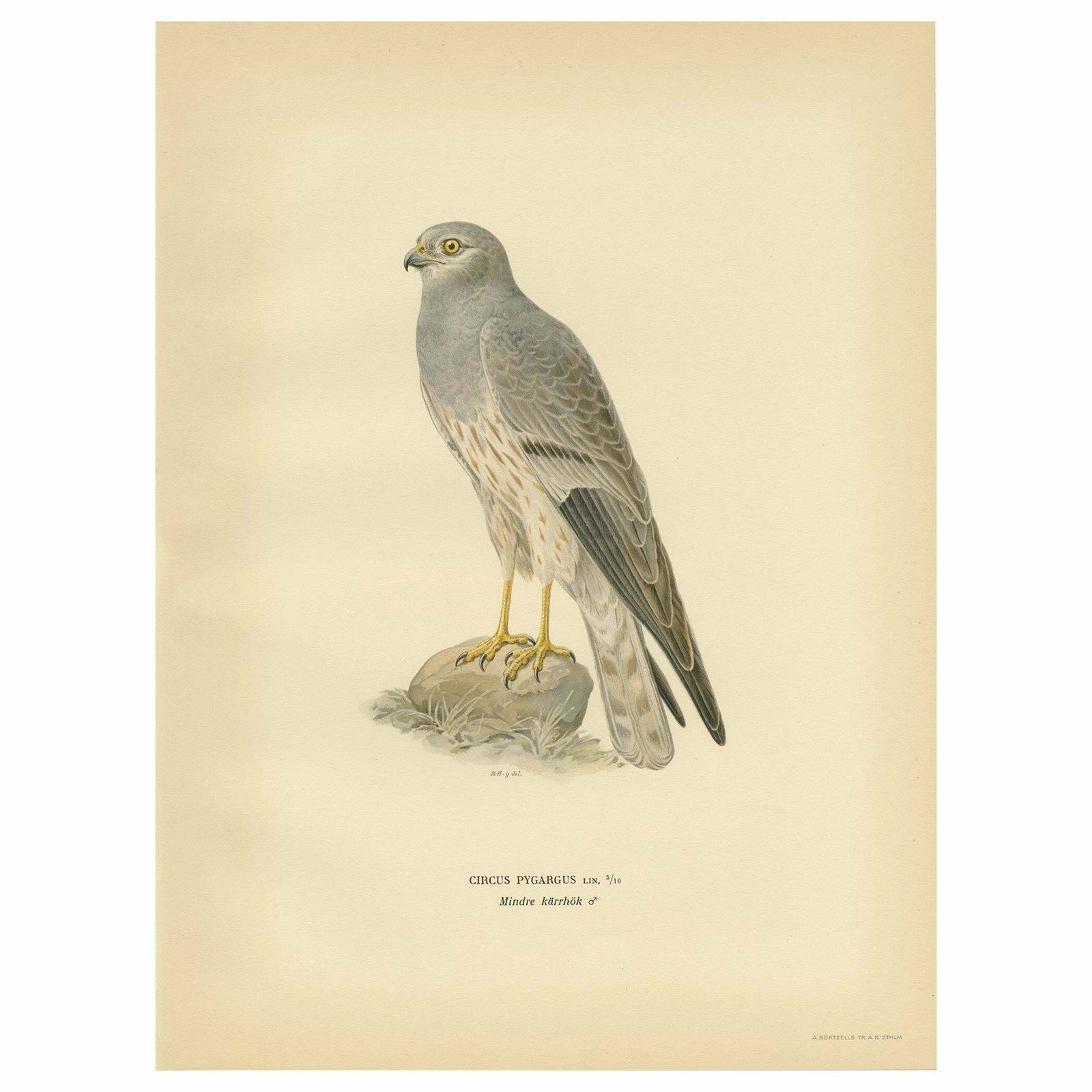 Antique Bird Print Of The Montagu's Harrier By Von Wright, '1929'