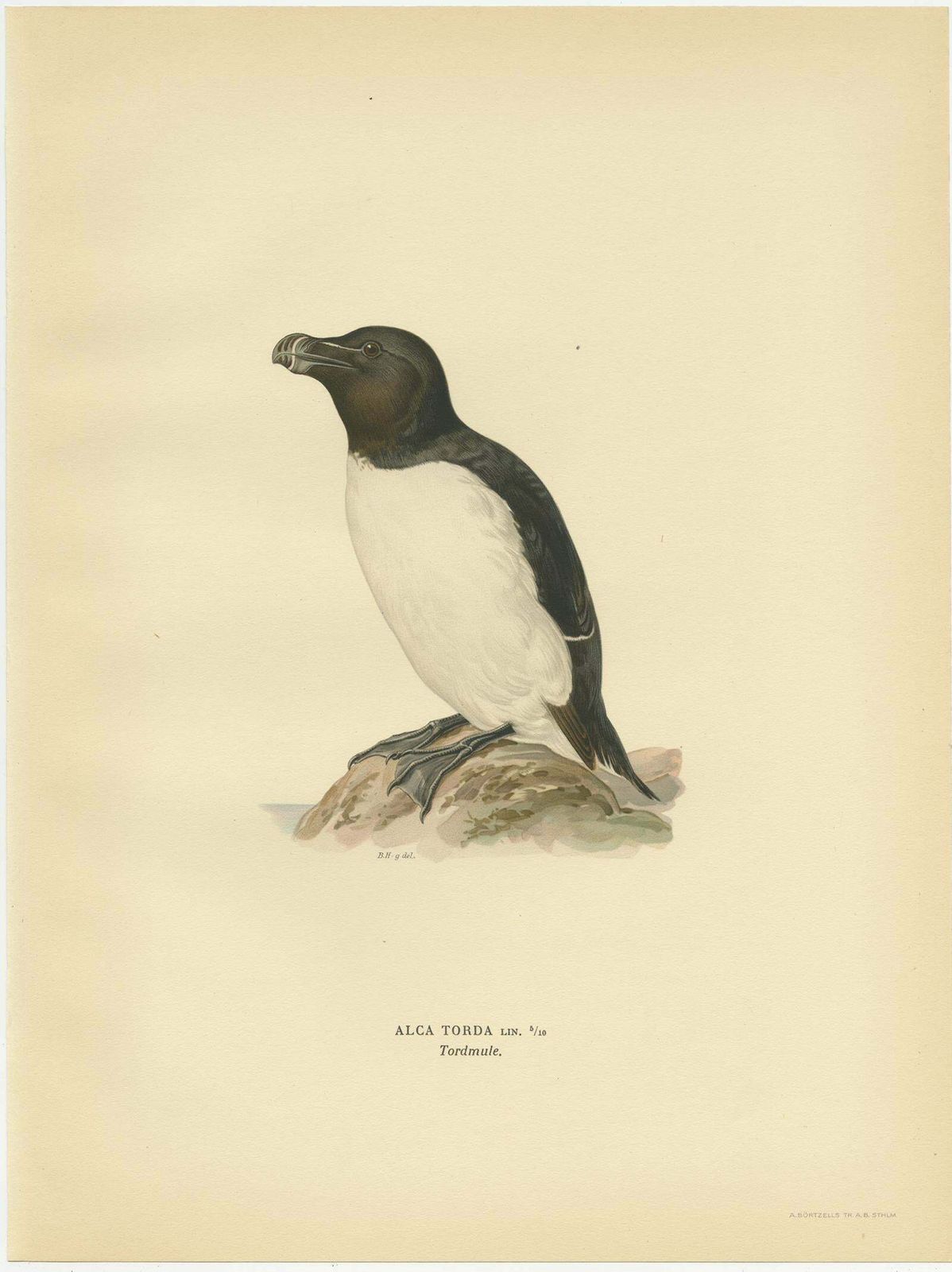 Antique Bird Print Of The Razorbill Or Lesser Auk By Von Wright, 1929 photo Art