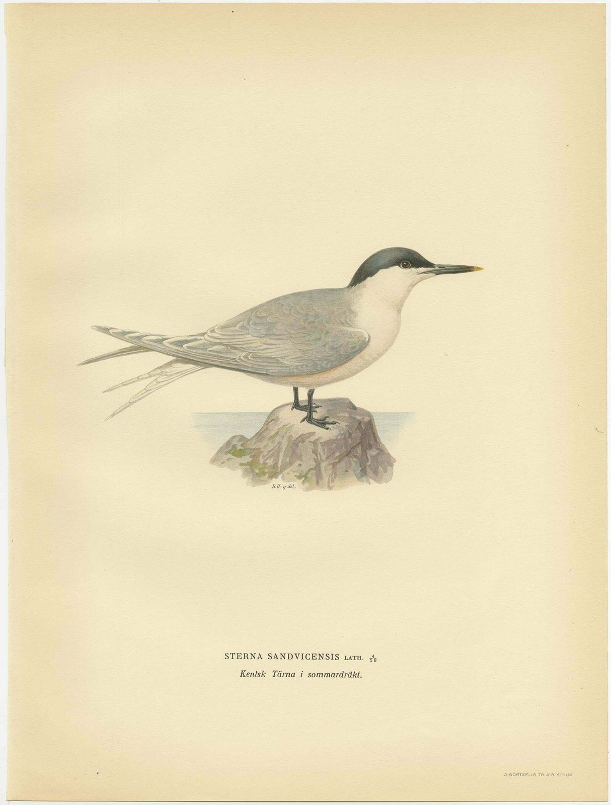 Antique Bird Print Of The Sandwich Tern 'Summer' By Von Wright, 1929 photo for sale