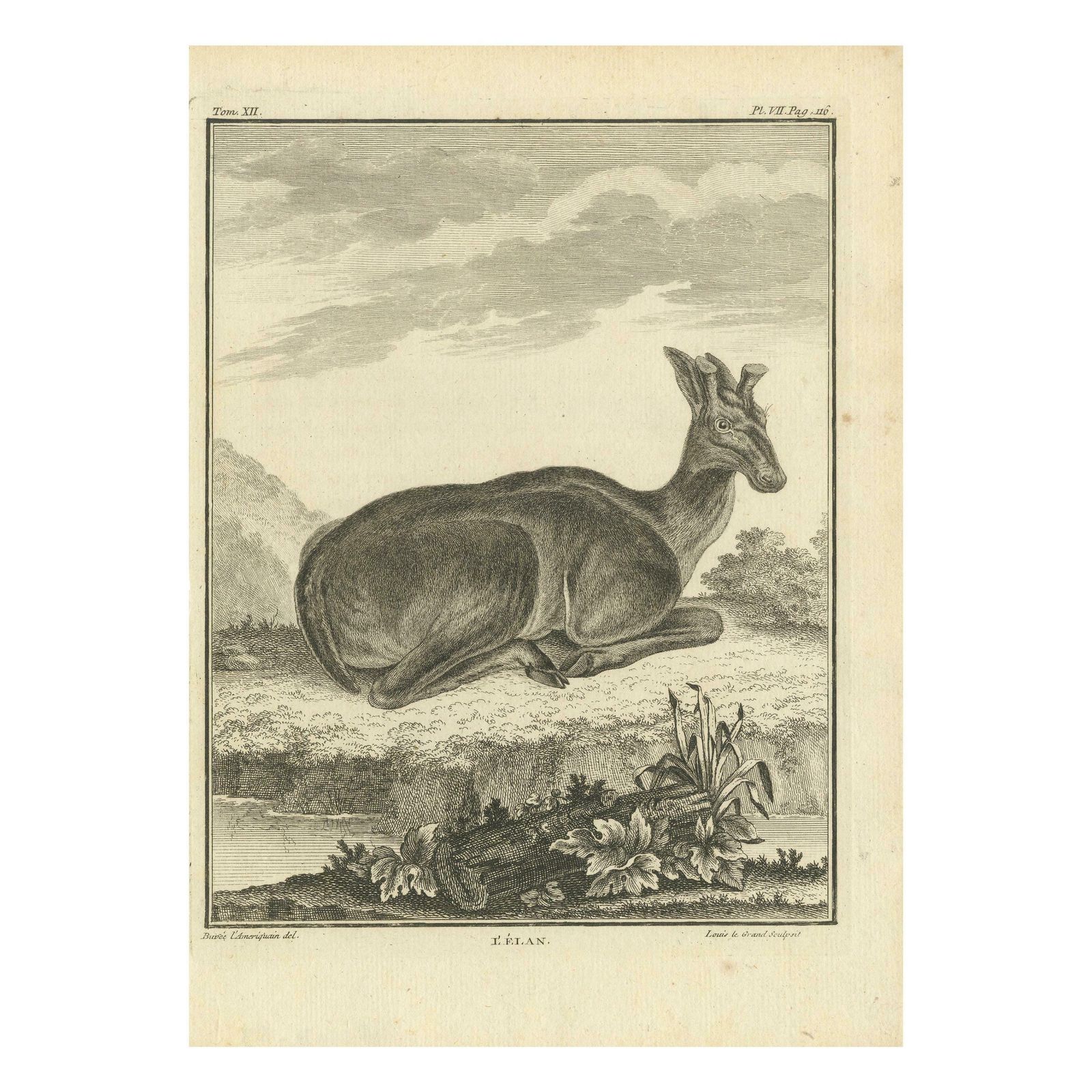 Antique Print Of A Moose By Buffon '1769'
