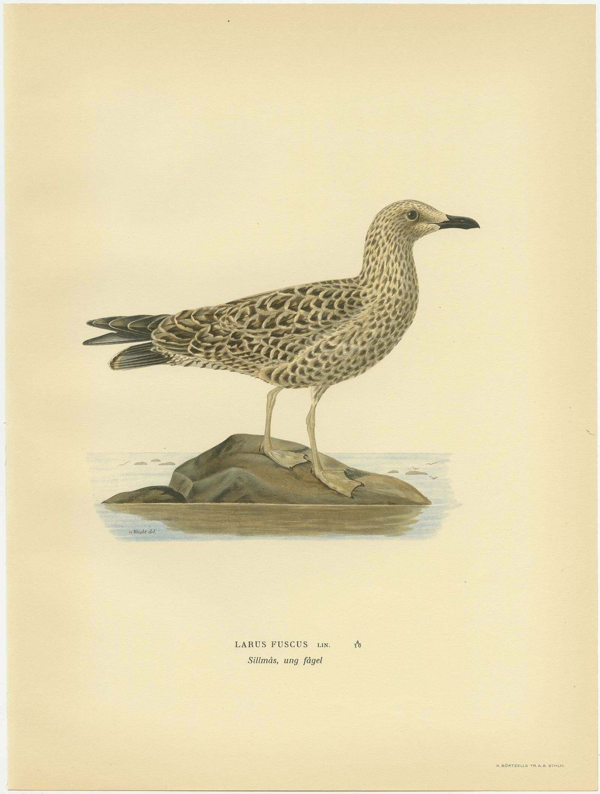 Antique Bird Print Of The Lesser Black Backed Gull By Von Wright photo Art