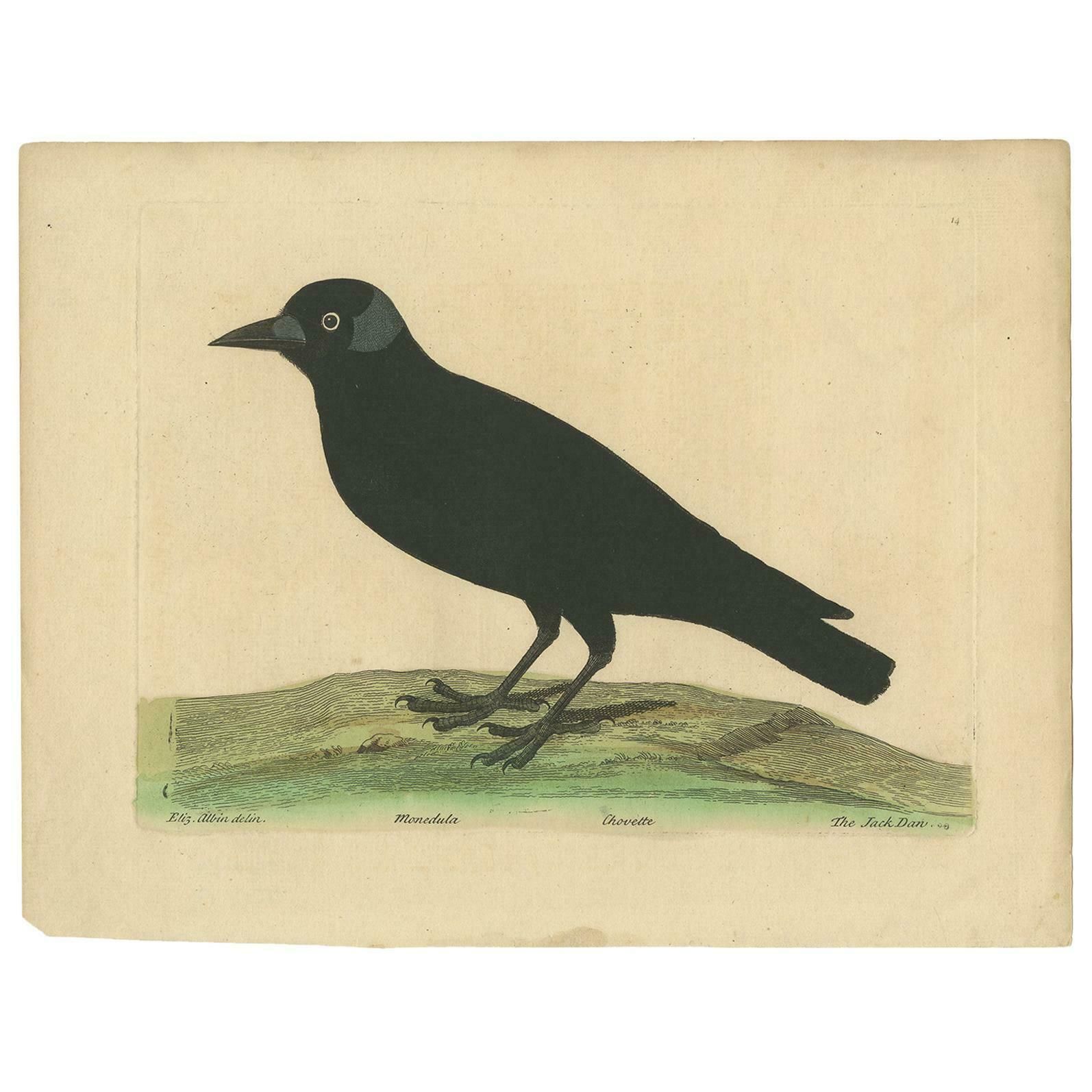 Antique Bird Print Of The Western Jackdaw By Albin 'Circa 1738'