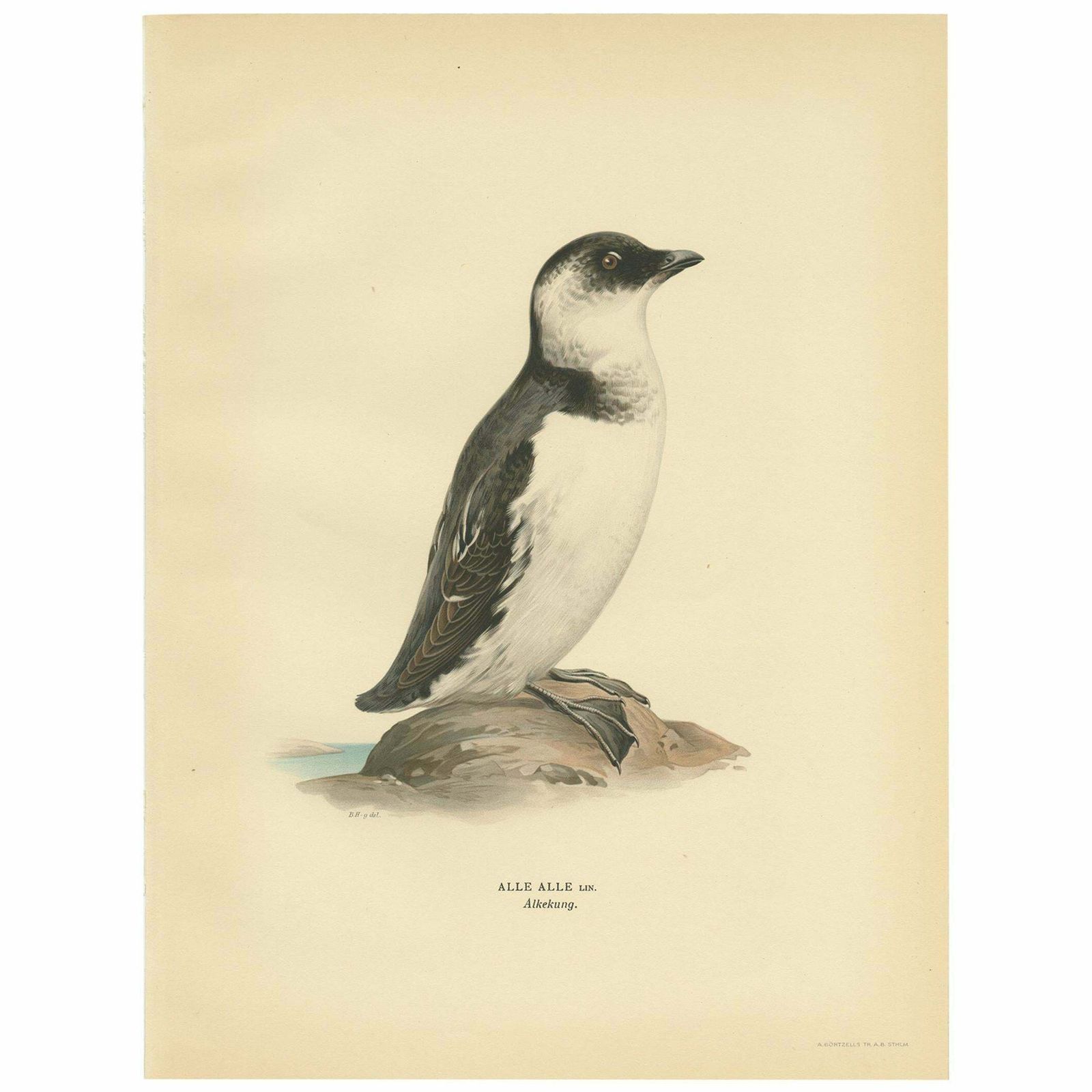 Antique Bird Print Of The Little Auk Or Dovekie By Von Wright '1929'