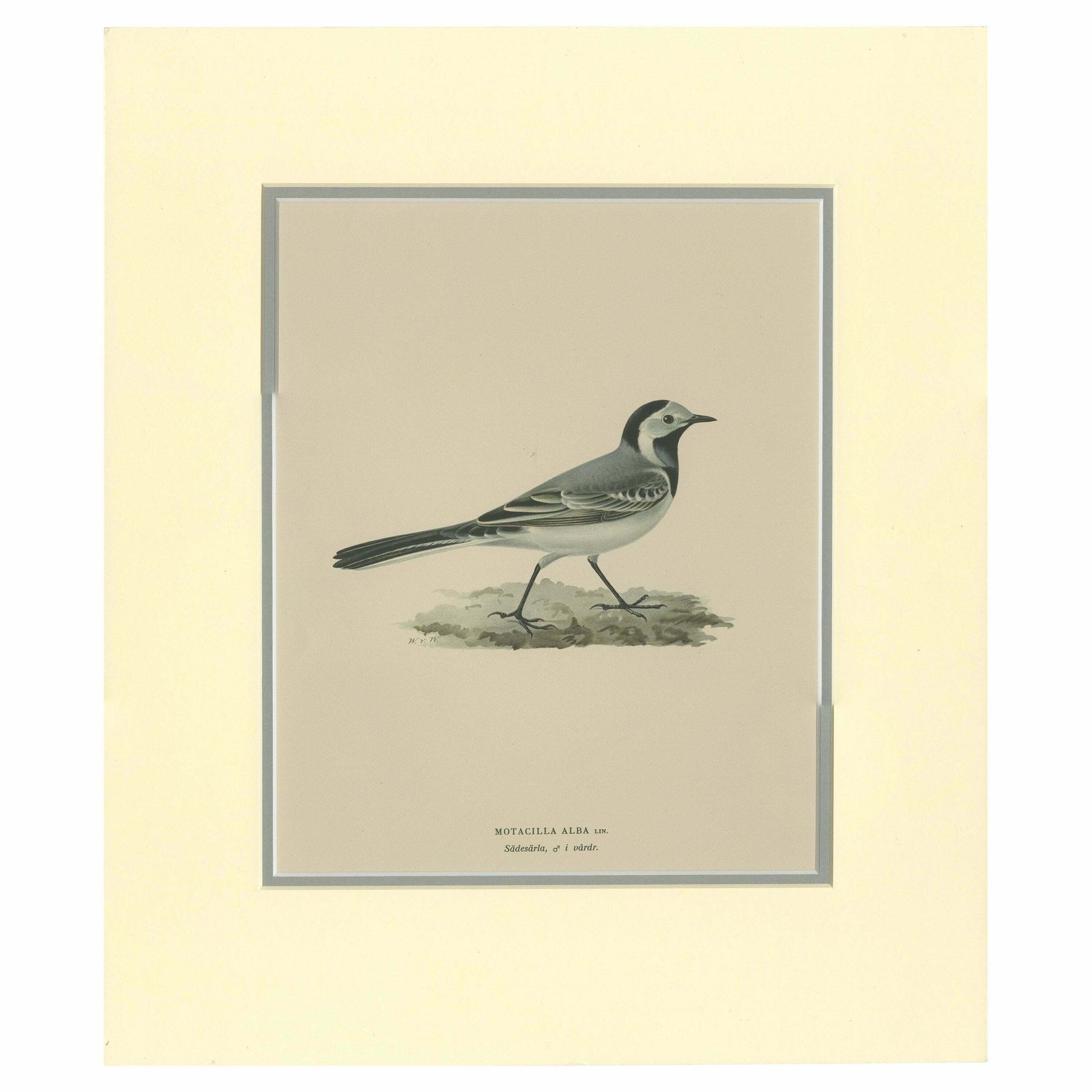 Antique Bird Print Of The White Wagtail By Von Wright '1927'