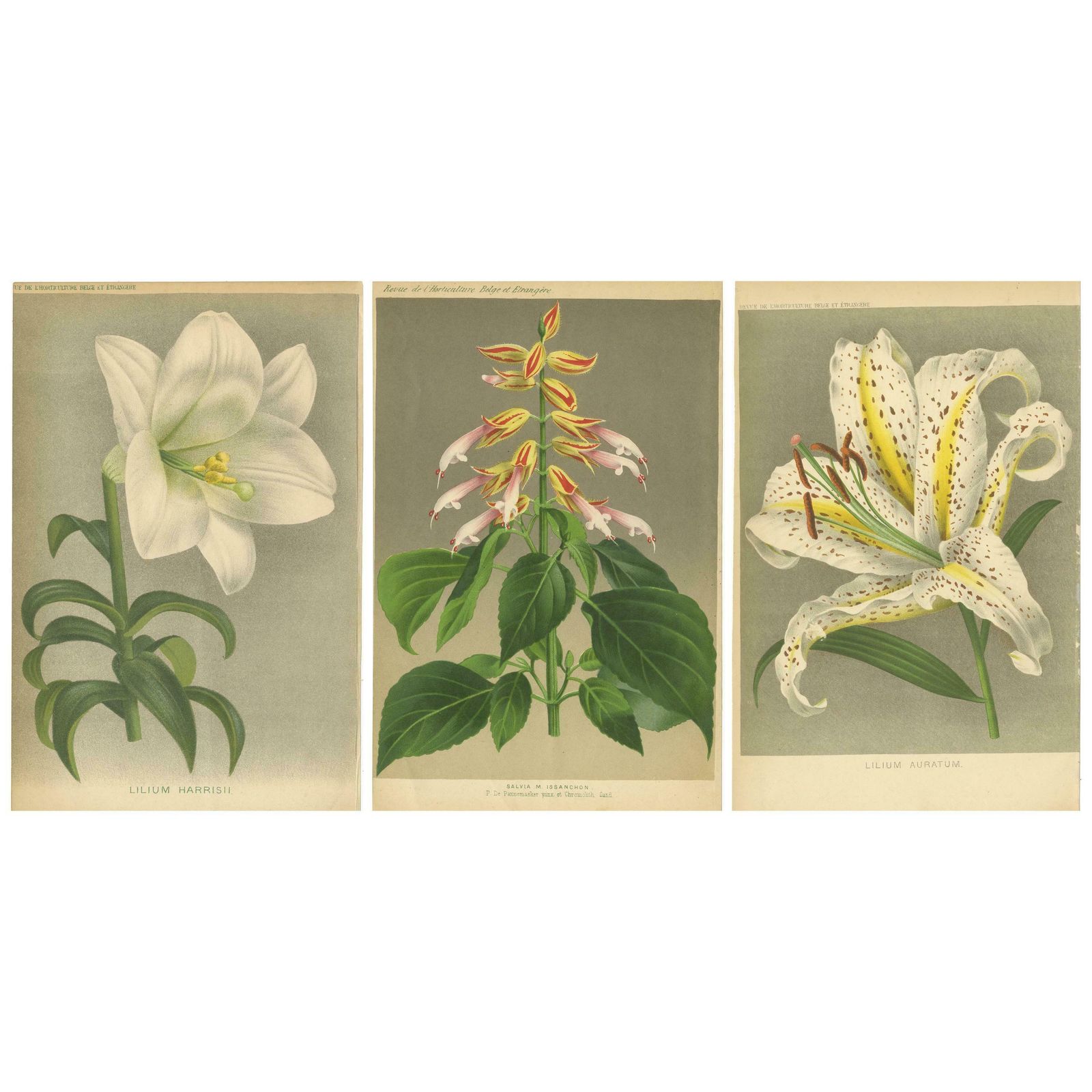 Set Of 3 Antique Botany Prints, Easter Lily, Salvia Splendens, Lilium Auratum