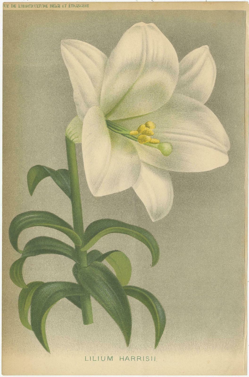 Set Of 3 Antique Botany Prints, Easter Lily, Salvia Splendens, Lilium Auratum photo furniture