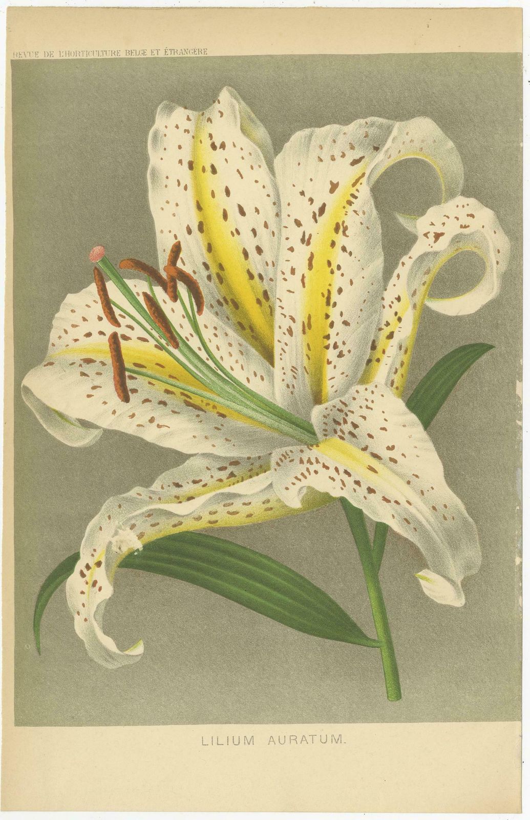 Set Of 3 Antique Botany Prints, Easter Lily, Salvia Splendens, Lilium Auratum photo Art