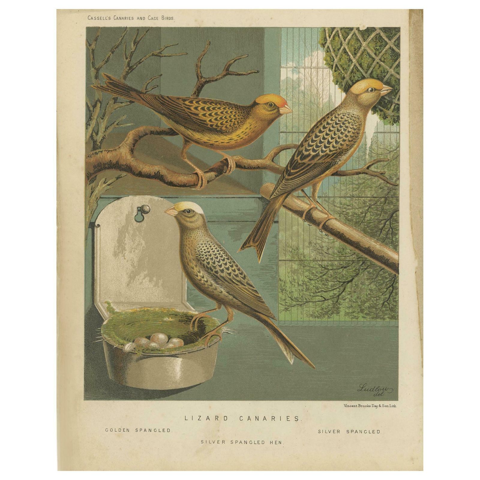 Antique Bird Print Of The Lizard Canaries, Golden Spangled And Others