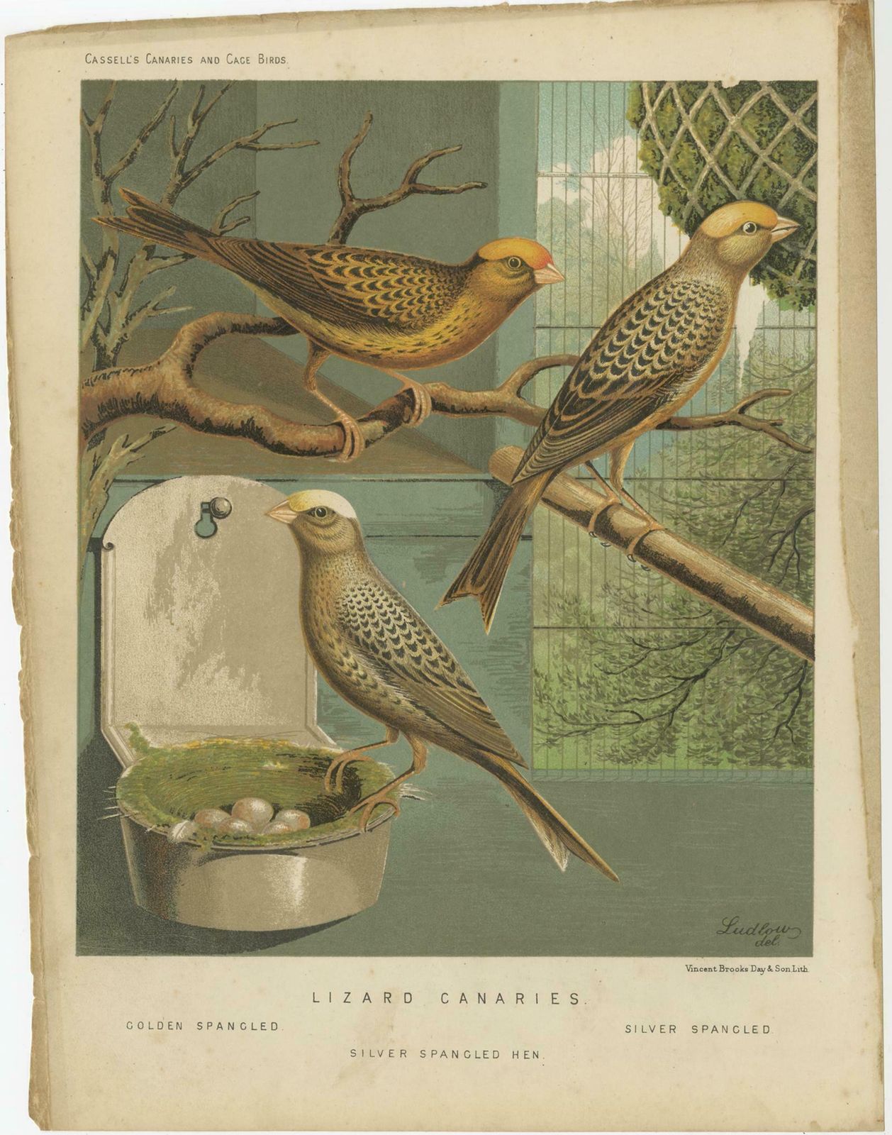 Antique Bird Print Of The Lizard Canaries, Golden Spangled And Others photo furniture