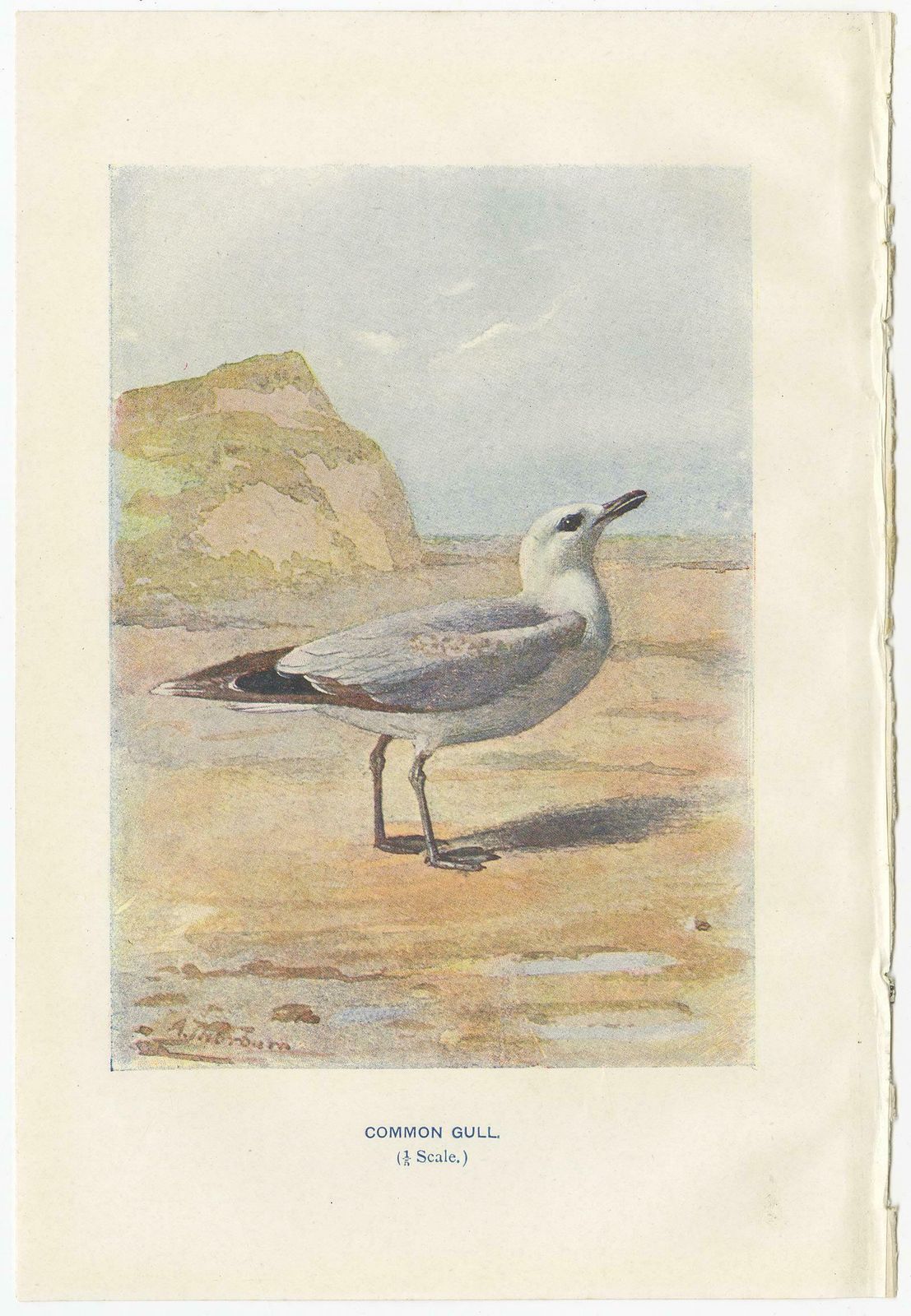 Set Of 4 Antique Bird Prints Oyster Catcher, Gull, Sanderling, Auk, 1901 photo for sale