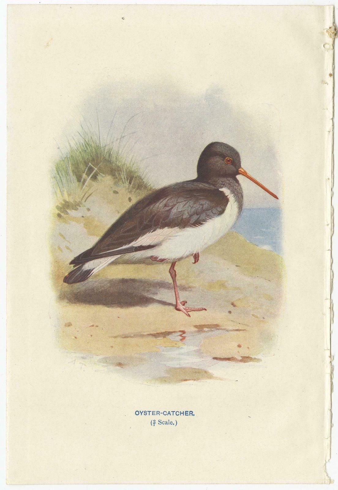 Set Of 4 Antique Bird Prints Oyster Catcher, Gull, Sanderling, Auk, 1901 photo Art