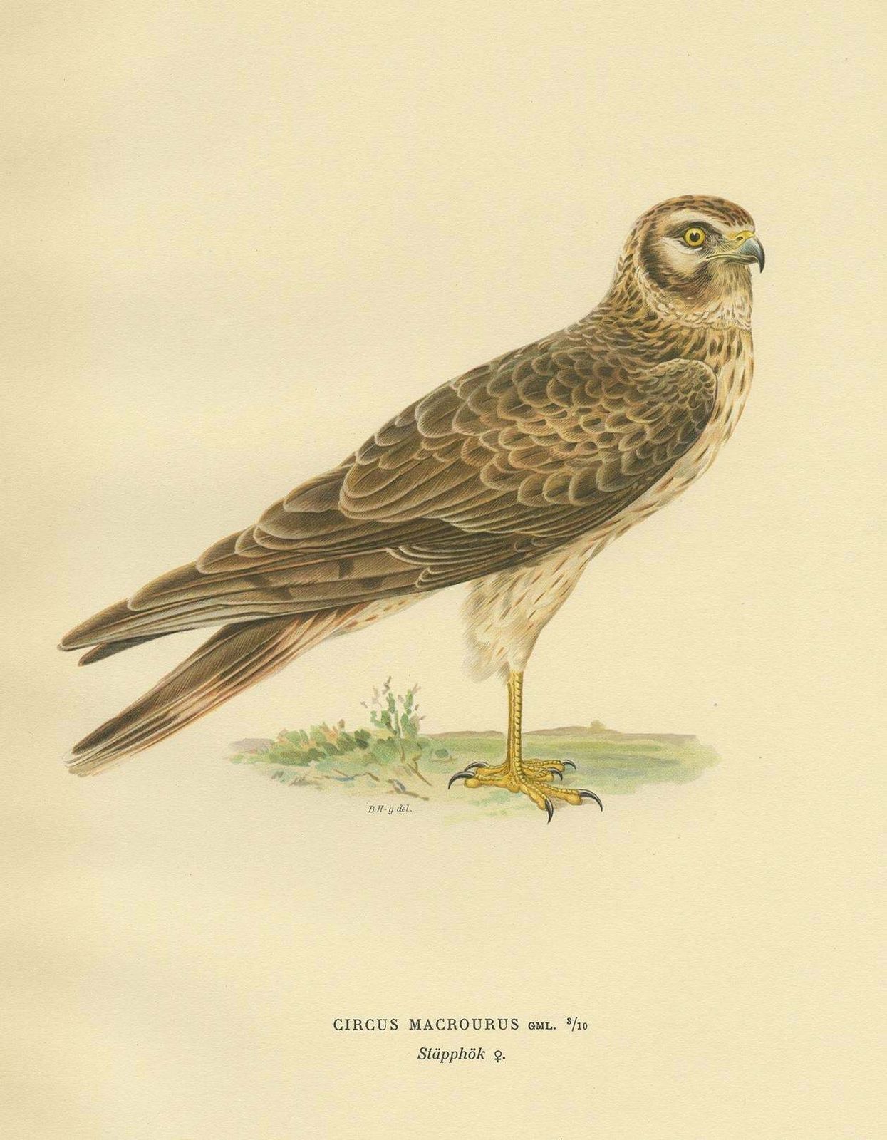 Antique Bird Print Of The Pallid Harrier By Von Wright '1929' photo Art