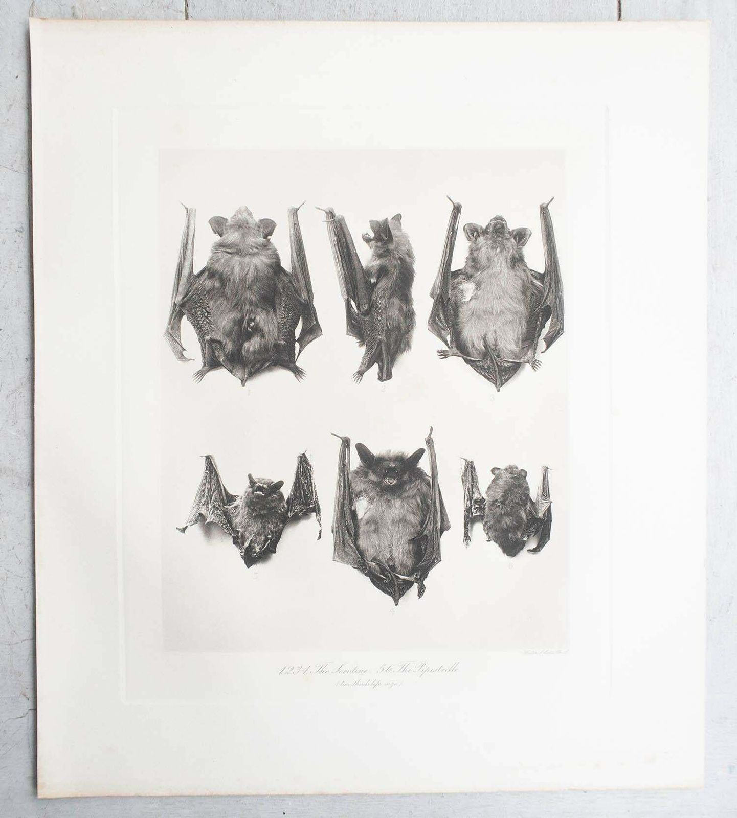 Set Of 6 Large Scale Original Antique Prints Of Bats, Circa 1900 photo vinterior