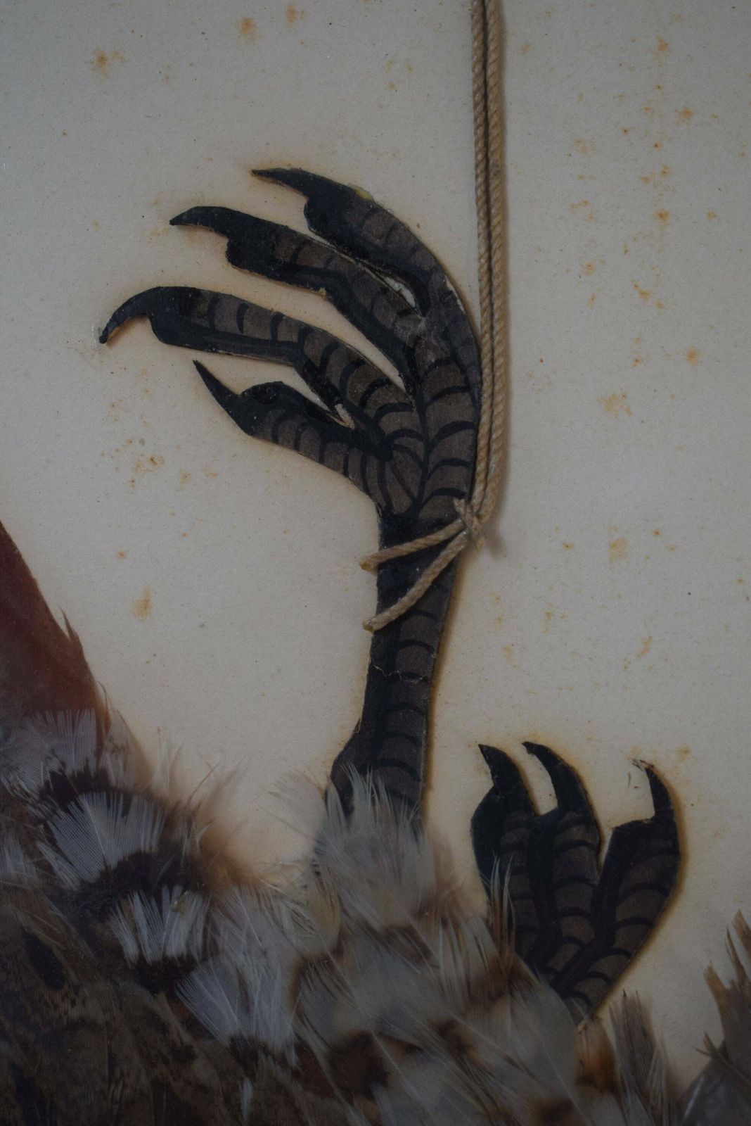 1920's Vintage Wall Hunt Trophy Drawing Game Bird With Genuine Feather photo Art