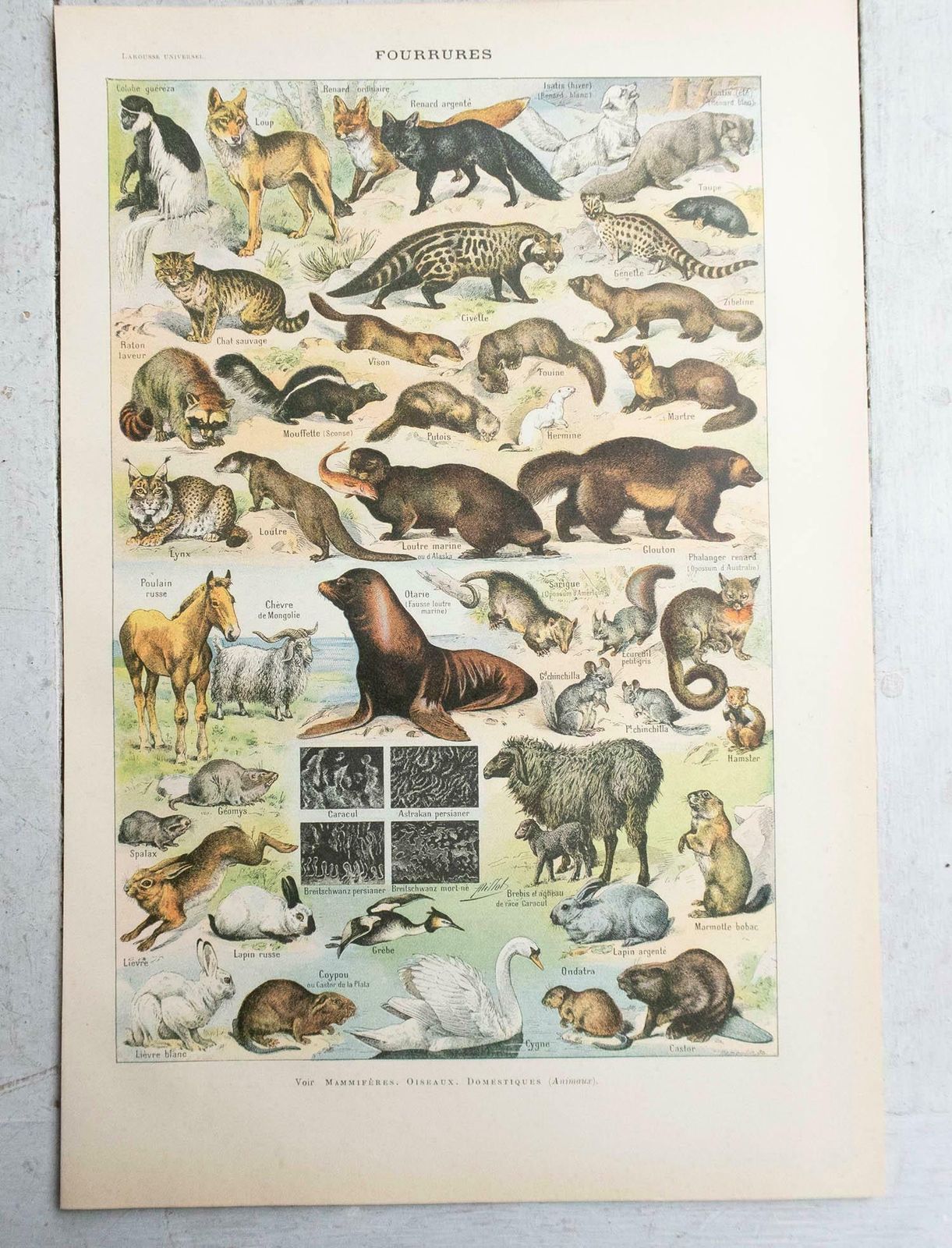 Set Of 6 Original Vintage Natural History Prints. French, C.1920 photo 120.0