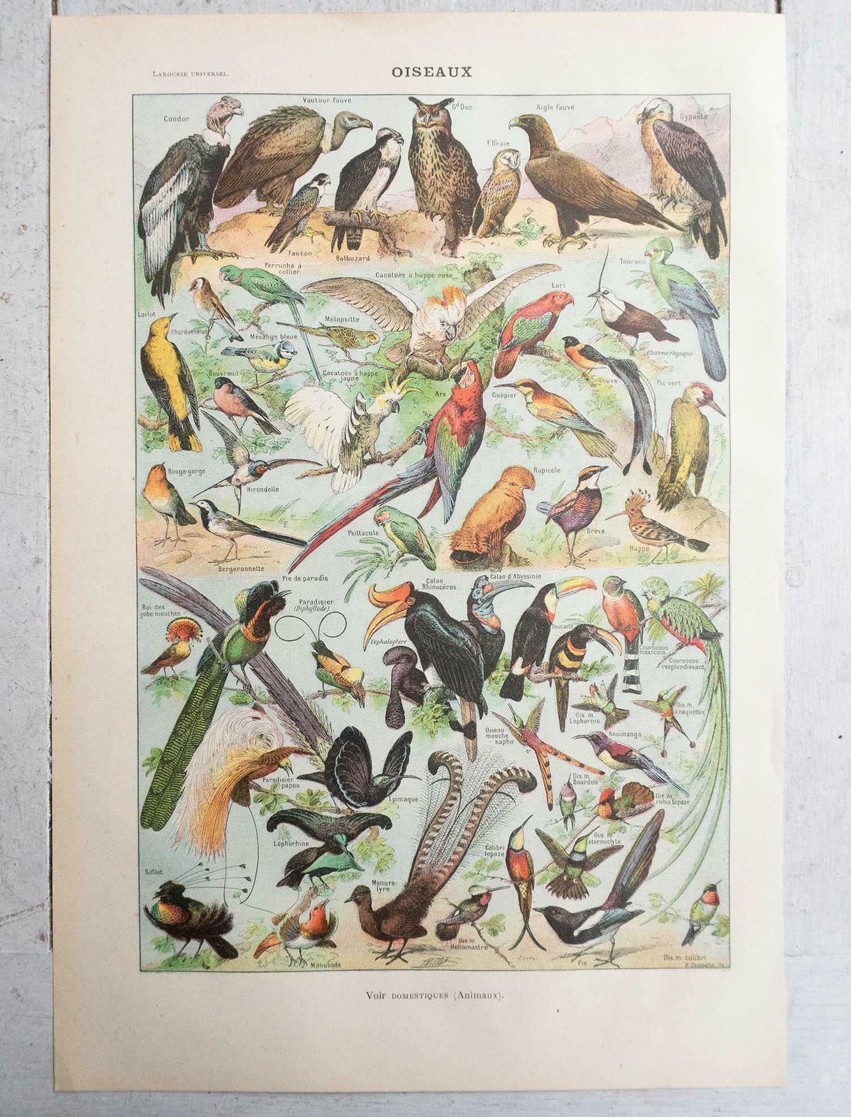 Set Of 6 Original Vintage Natural History Prints. French, C.1920 photo vinterior