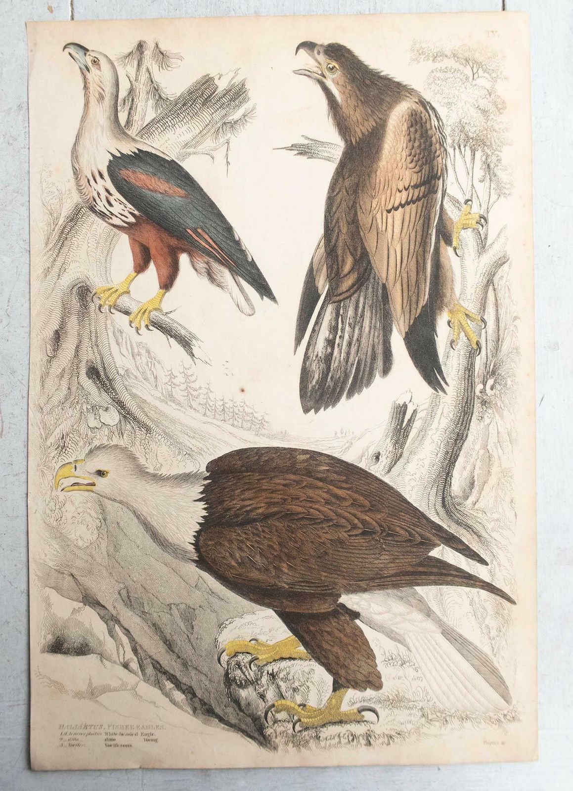 Set Of 6 Large Original Antique Prints Of Birds Of Prey, C.1835 photo furniture