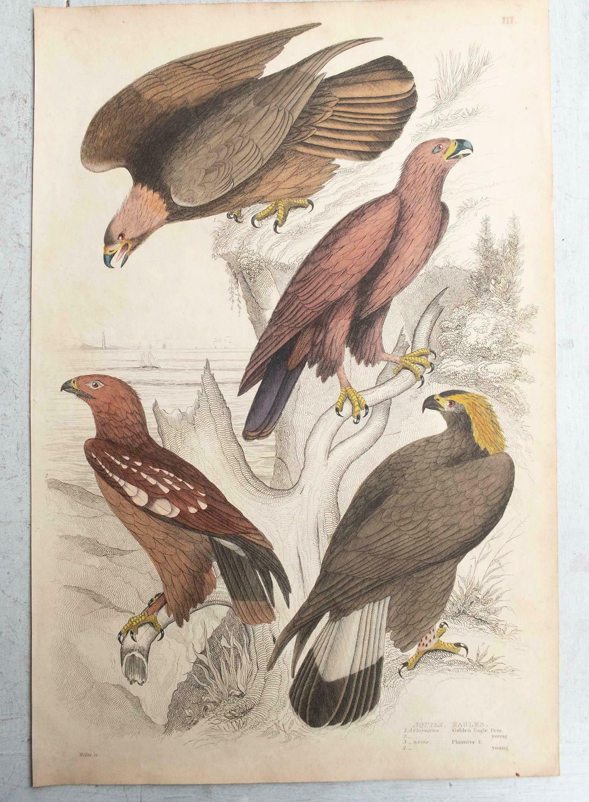 Set Of 6 Large Original Antique Prints Of Birds Of Prey, C.1835 photo 300.0