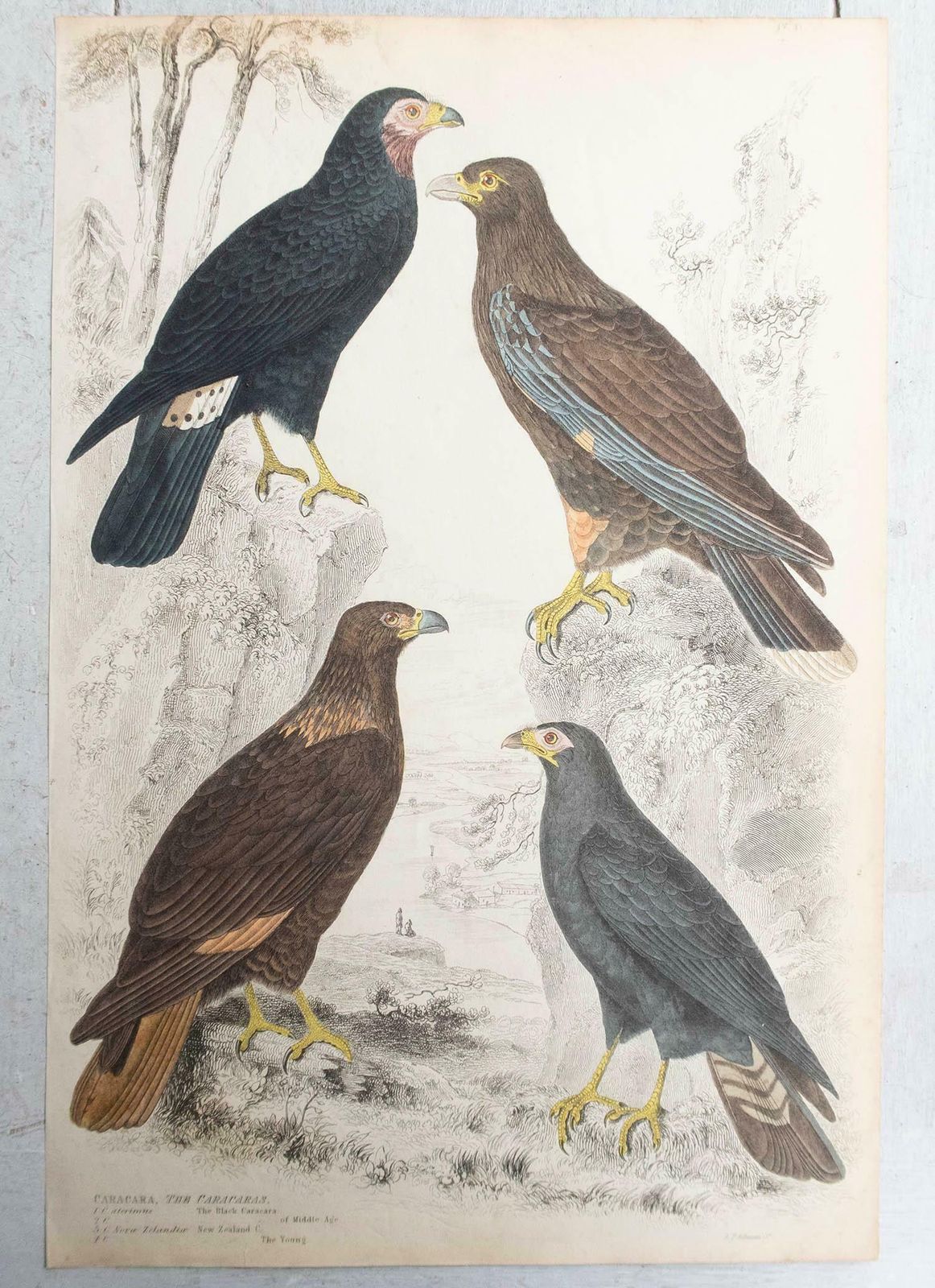 Set Of 6 Large Original Antique Prints Of Birds Of Prey, C.1835 photo vinterior