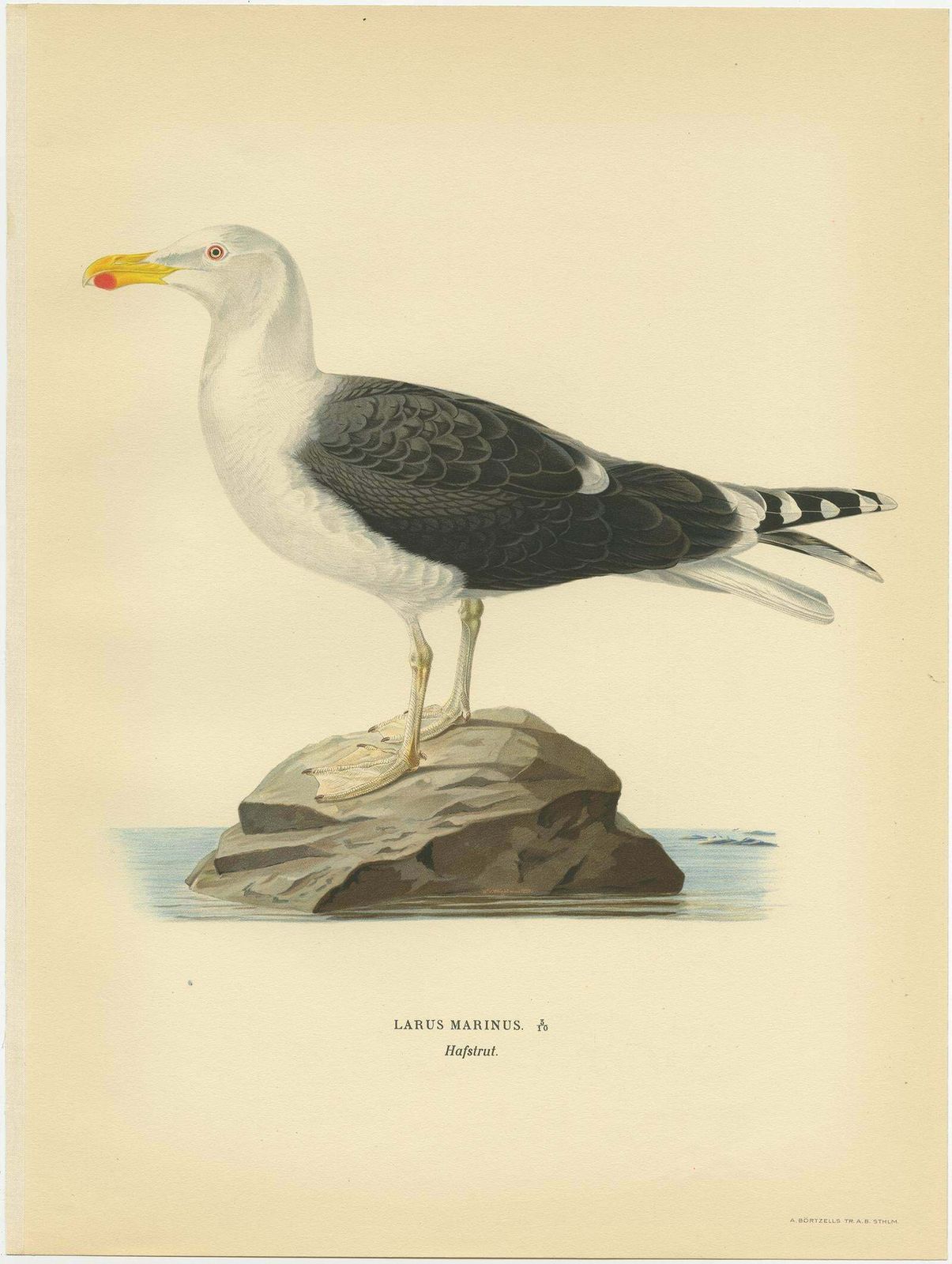 Antique Bird Print Of The Great Black Backed Gull By Von Wright, 1929 photo Art
