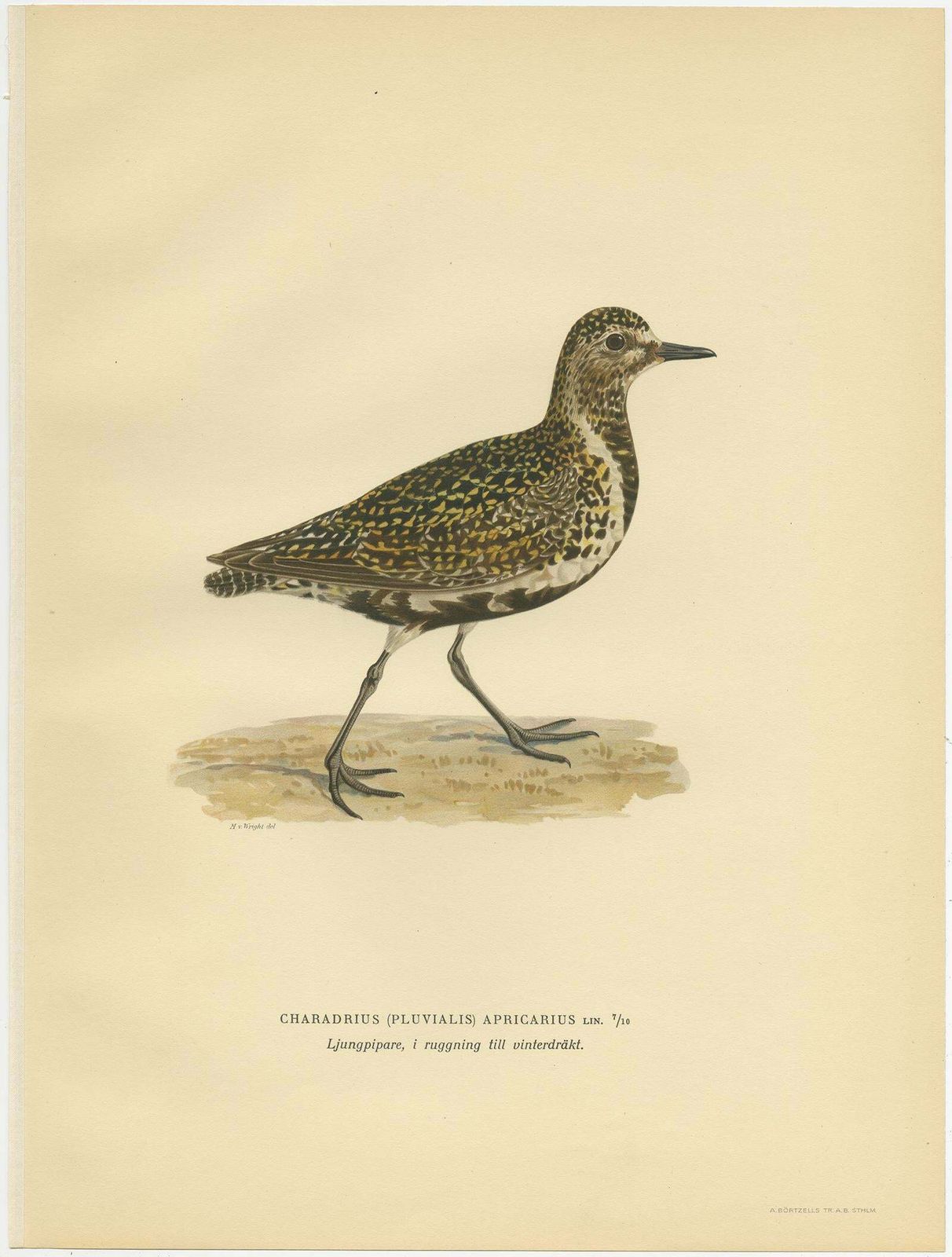 Antique Bird Print Of The European Golden Plover 'Winter' By Von Wright, 1929 photo Art