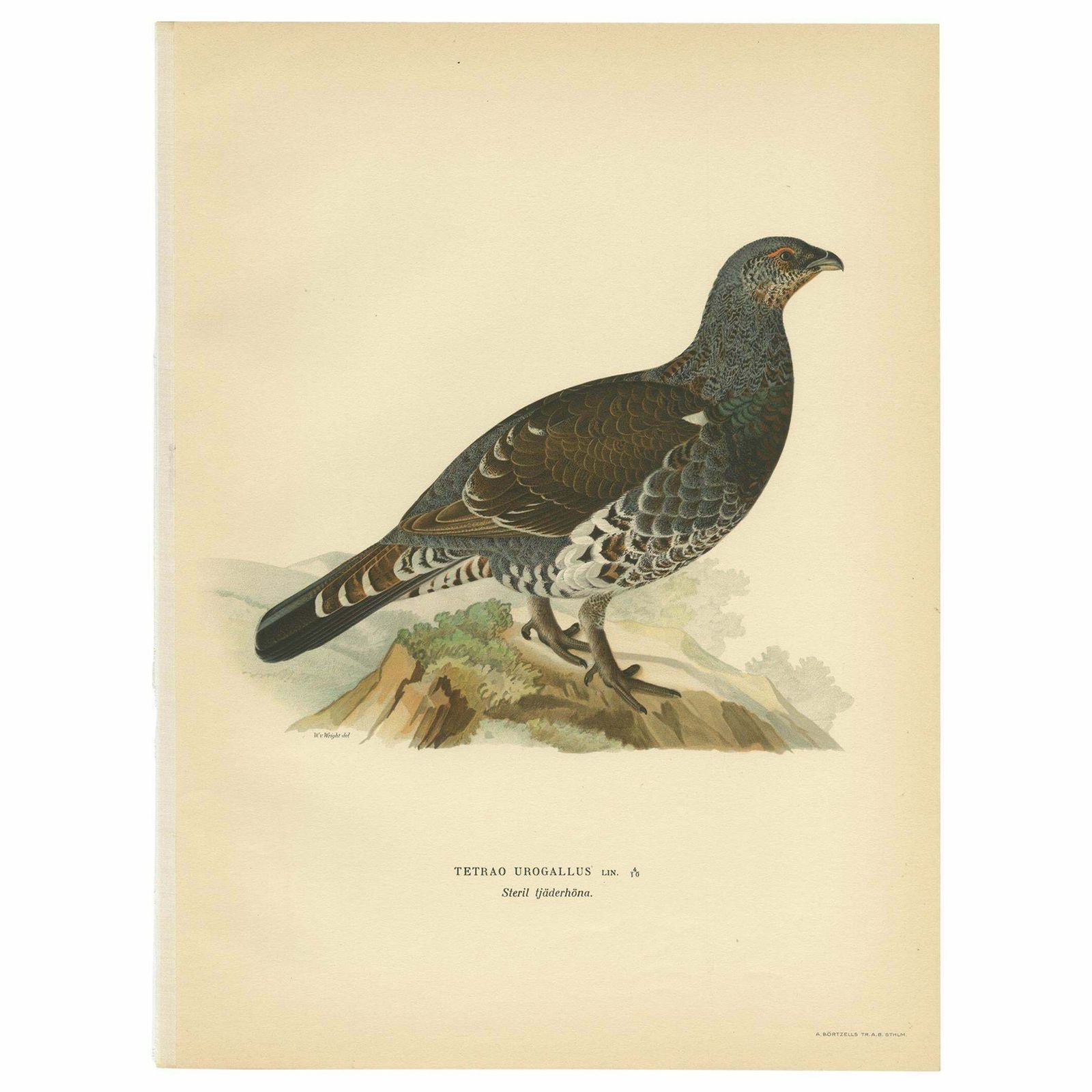 Antique Bird Print Of The Western Capercaillie 'Male' By Von Wright, 1929