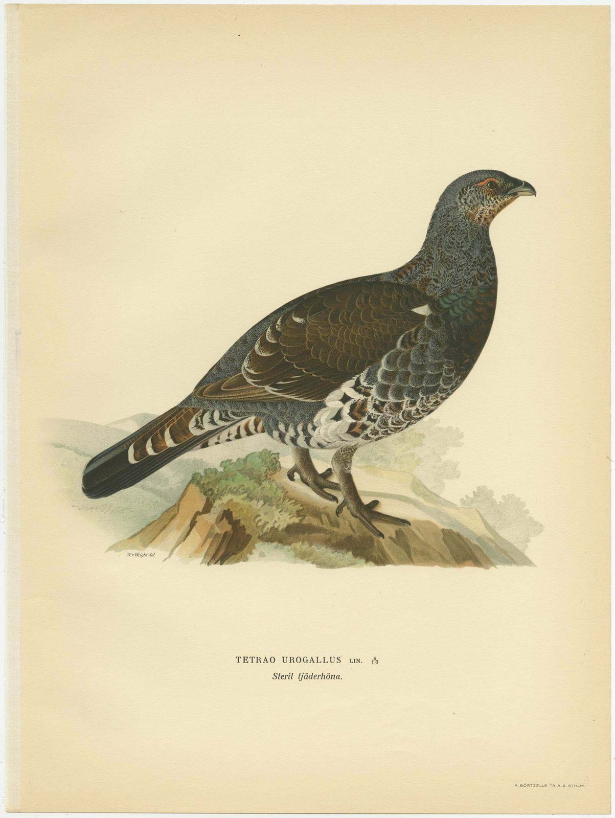 Antique Bird Print Of The Western Capercaillie 'Male' By Von Wright, 1929 photo furniture