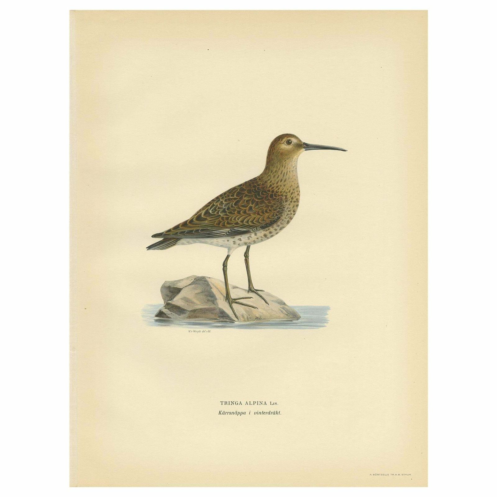 Antique Bird Print Of The Wader 'Winter' By Von Wright, 1929